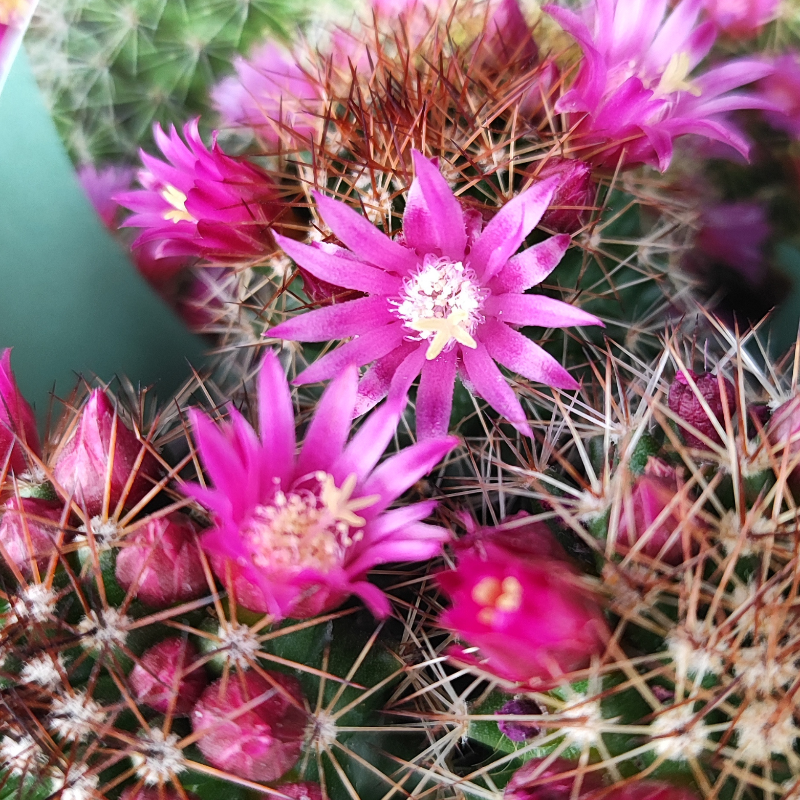 MAMMILLARIA Kaktus