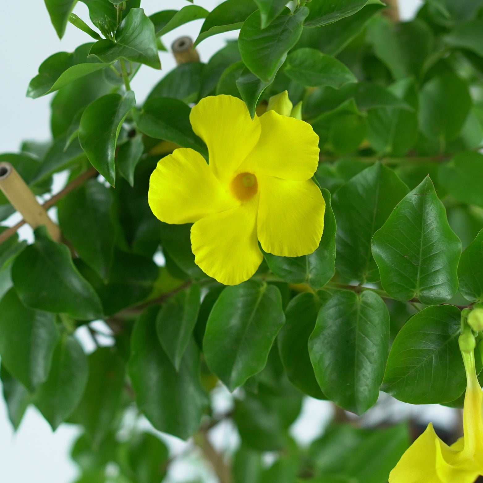MANDEVILLA DIAMANTINA 'CITRINE' Dipladenia