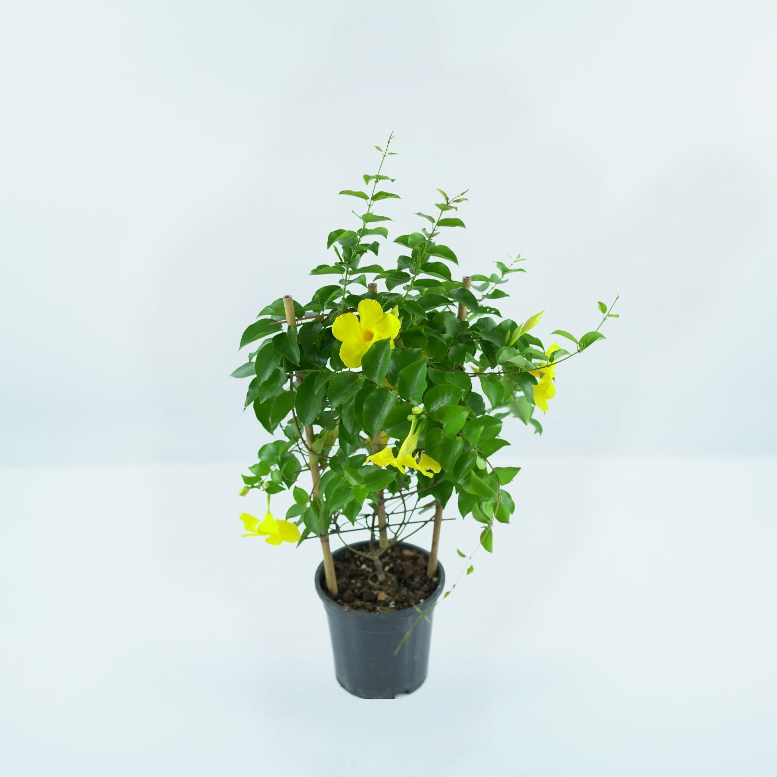 MANDEVILLA DIAMANTINA 'CITRINE' Dipladenia