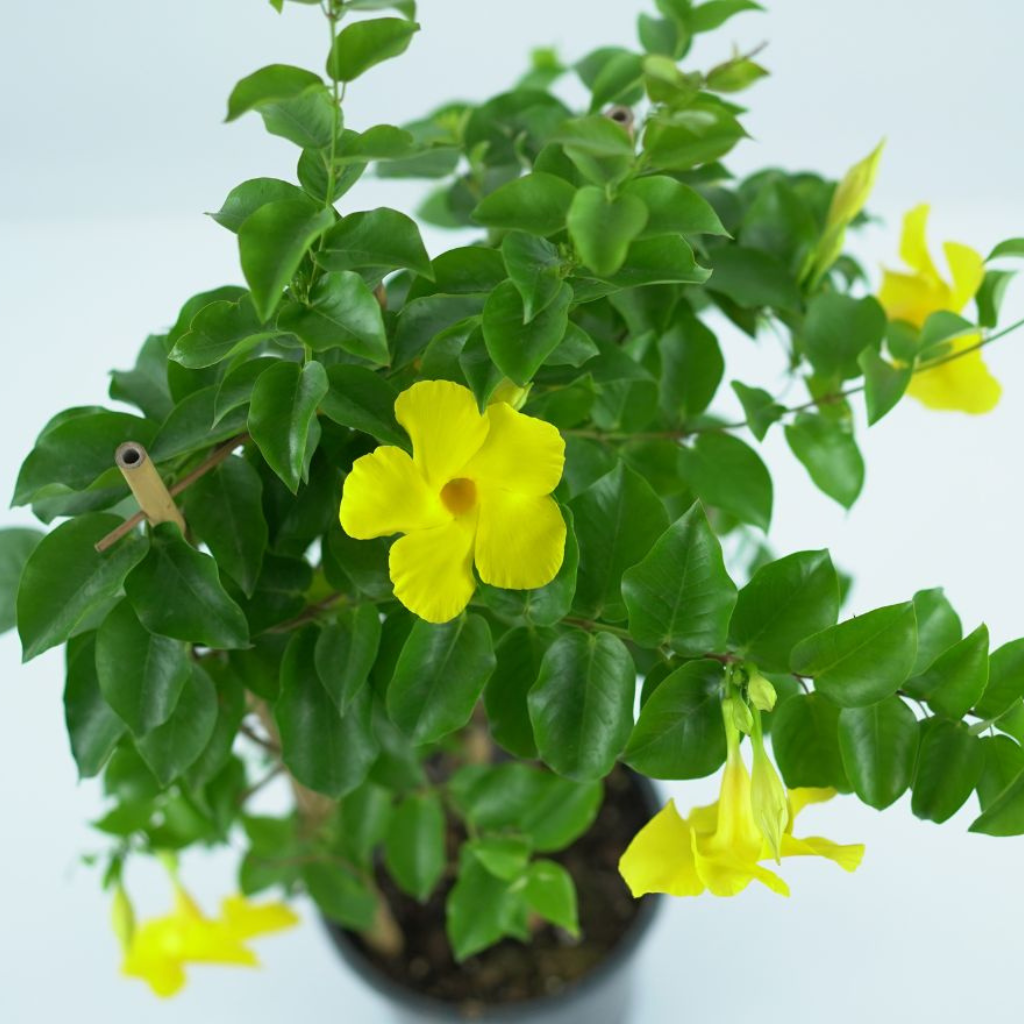 MANDEVILLA DIAMANTINA 'CITRINE' Dipladenia