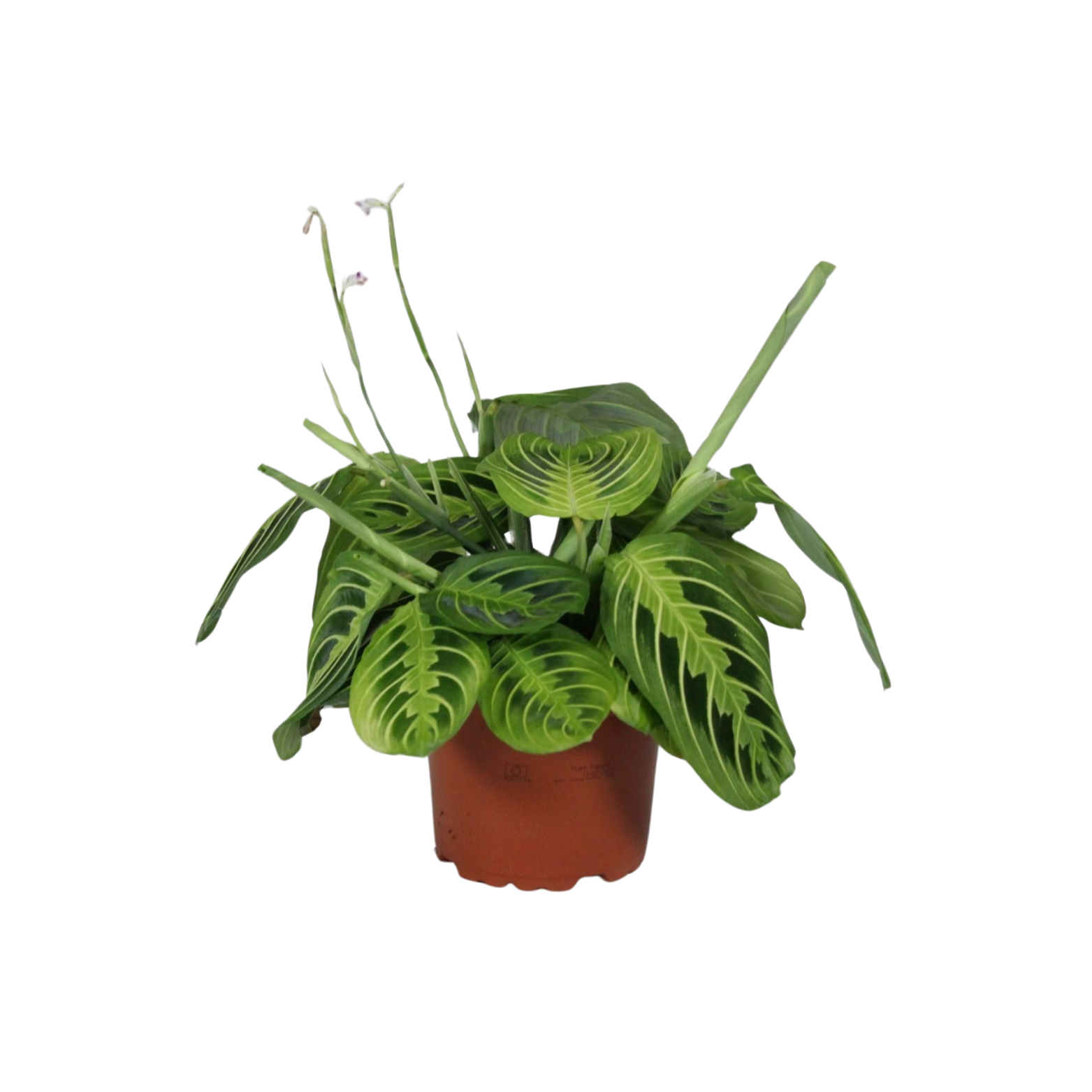 MARANTA LEUCONEURA 'LEMON LIME' Maranta, Królicza łapka