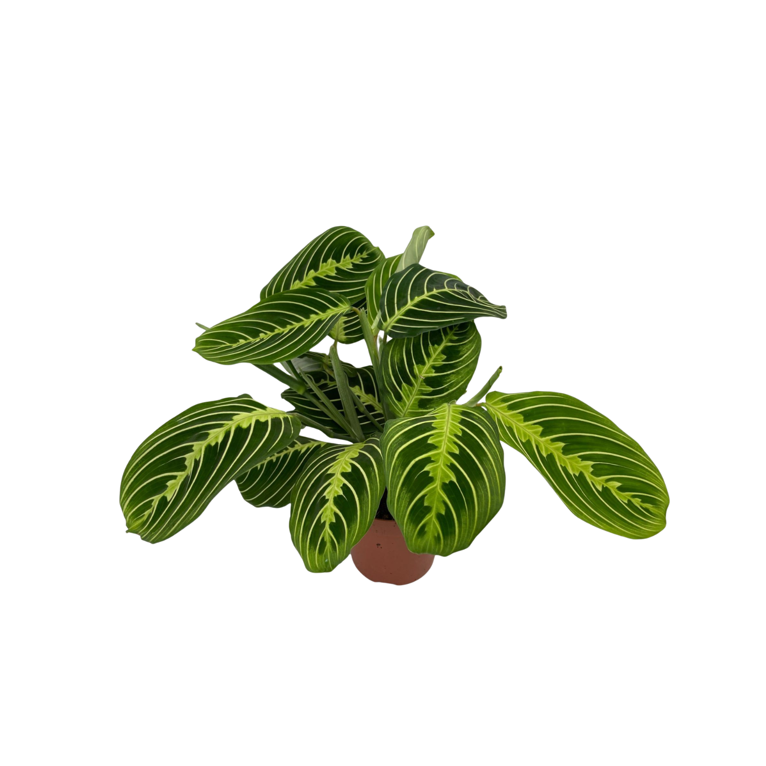 MARANTA 'LEMON' Maranta