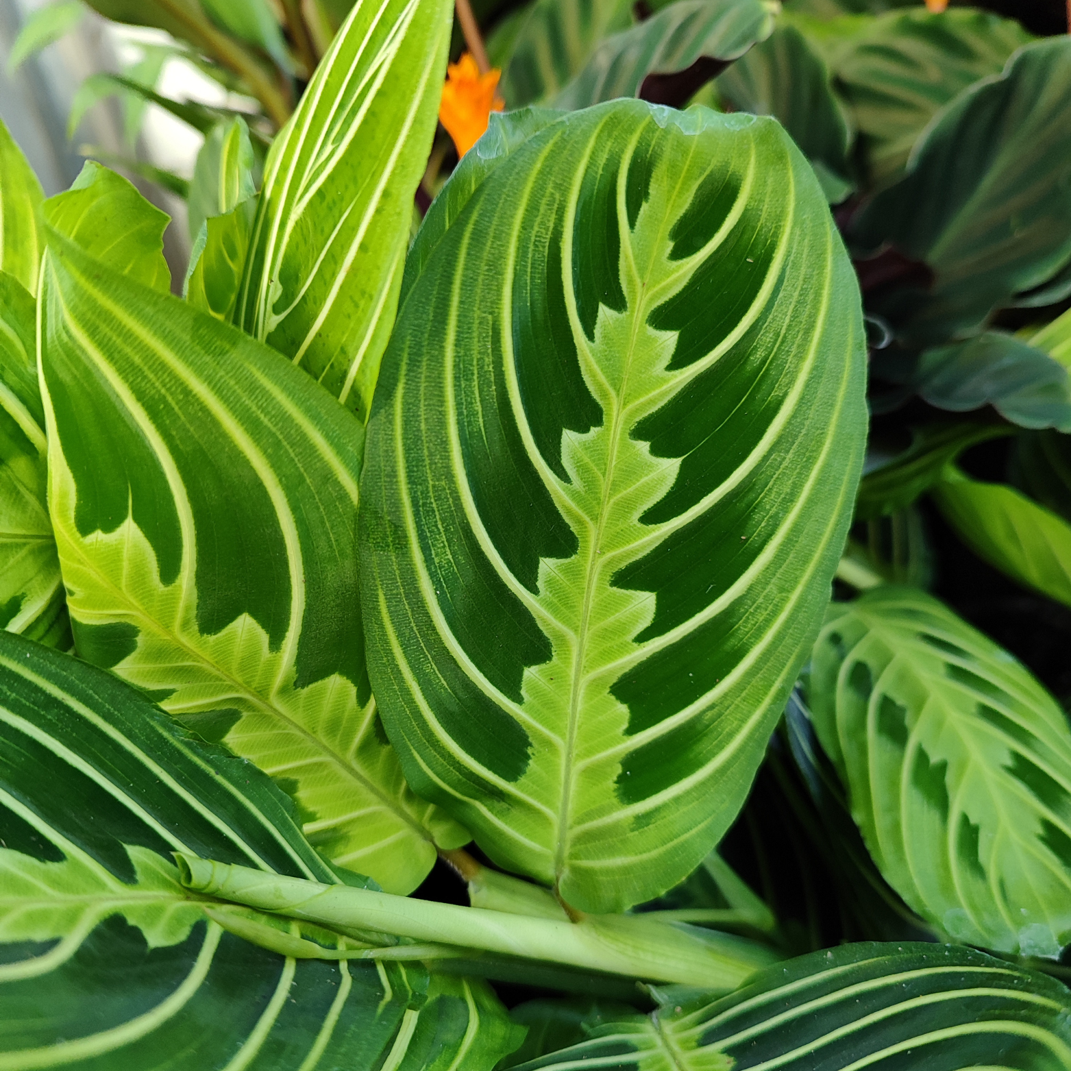 MARANTA 'LEMON' Maranta