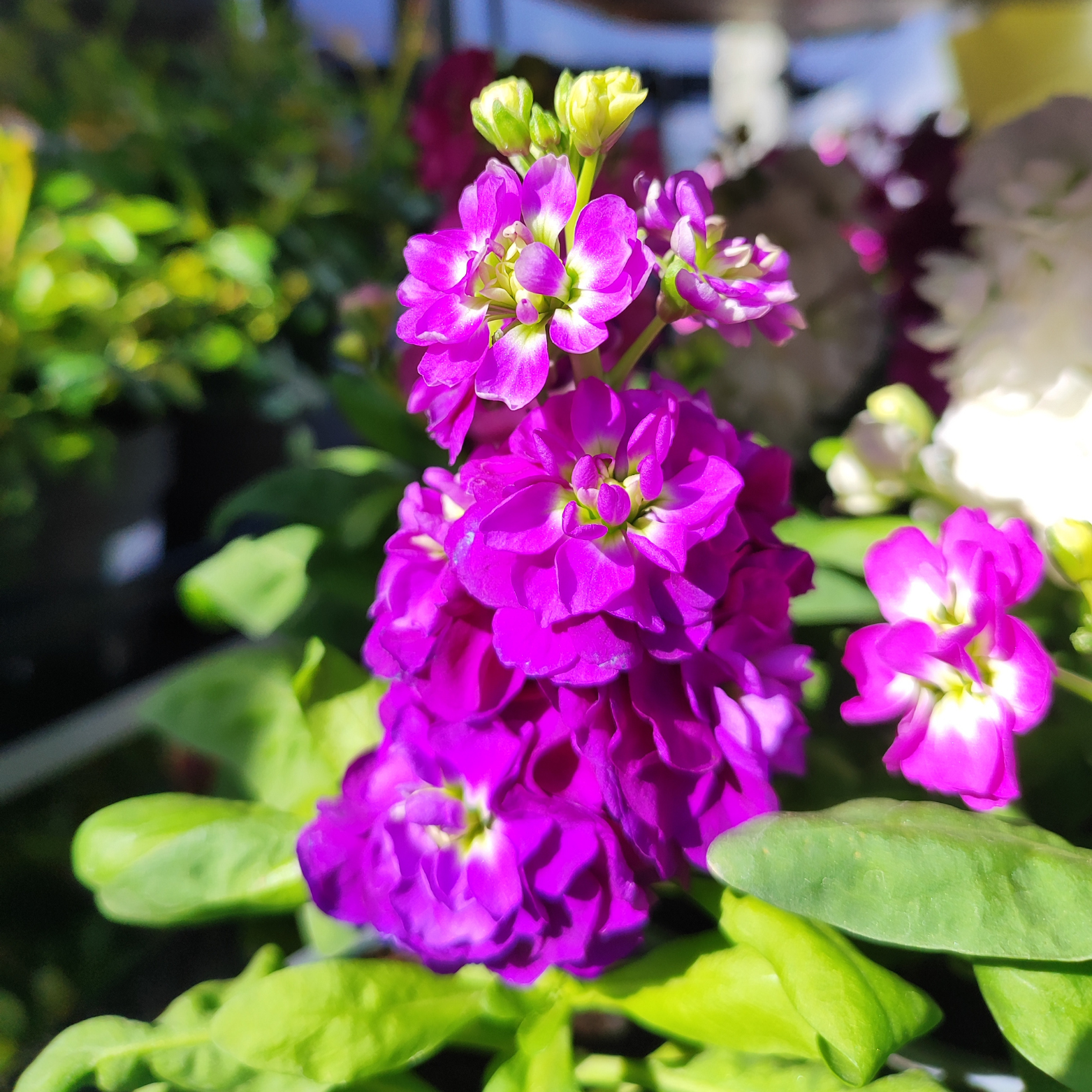 MATTHIOLA Lewkonia