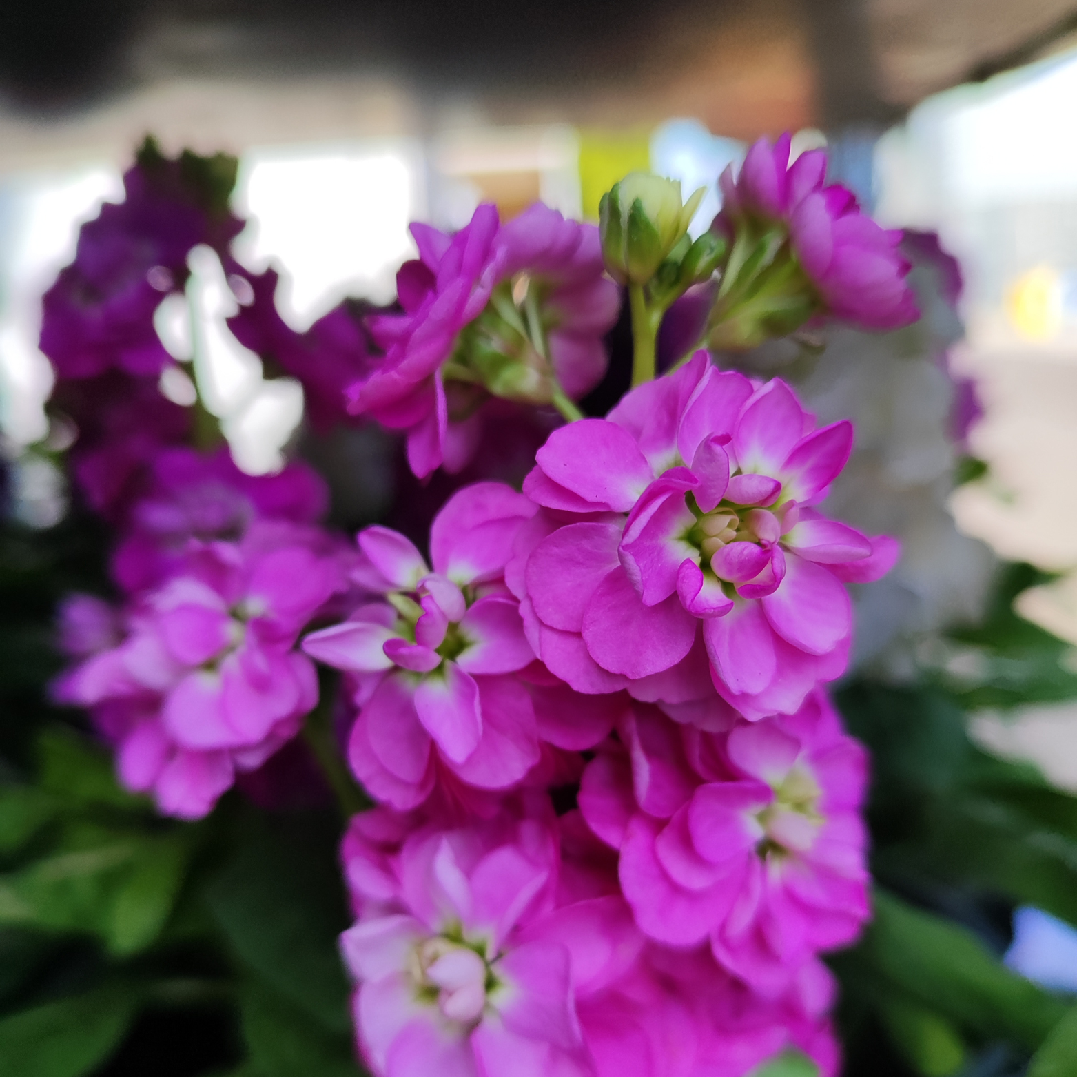 MATTHIOLA Lewkonia