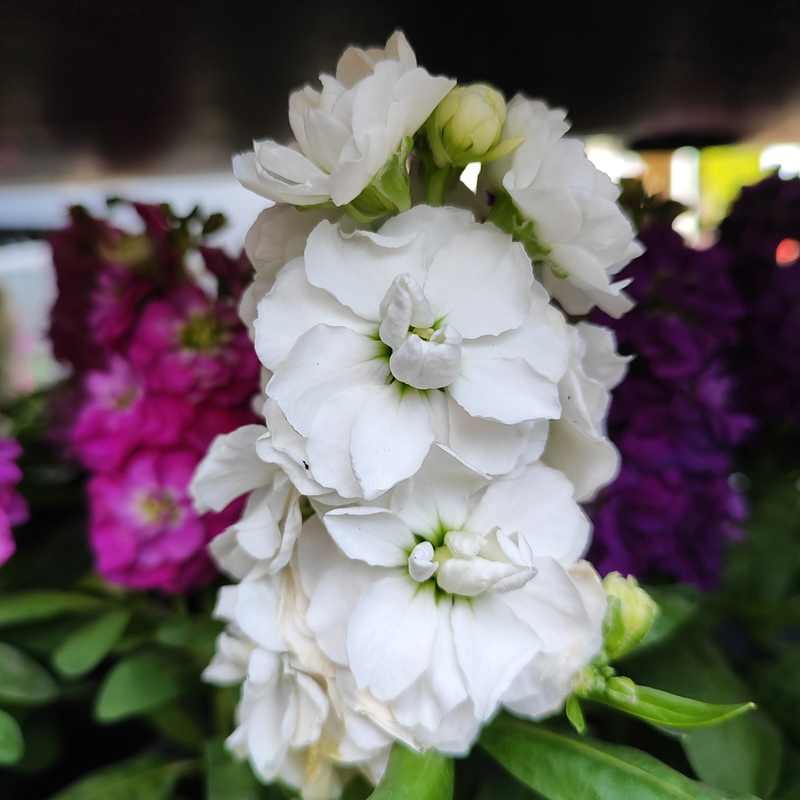 MATTHIOLA Lewkonia