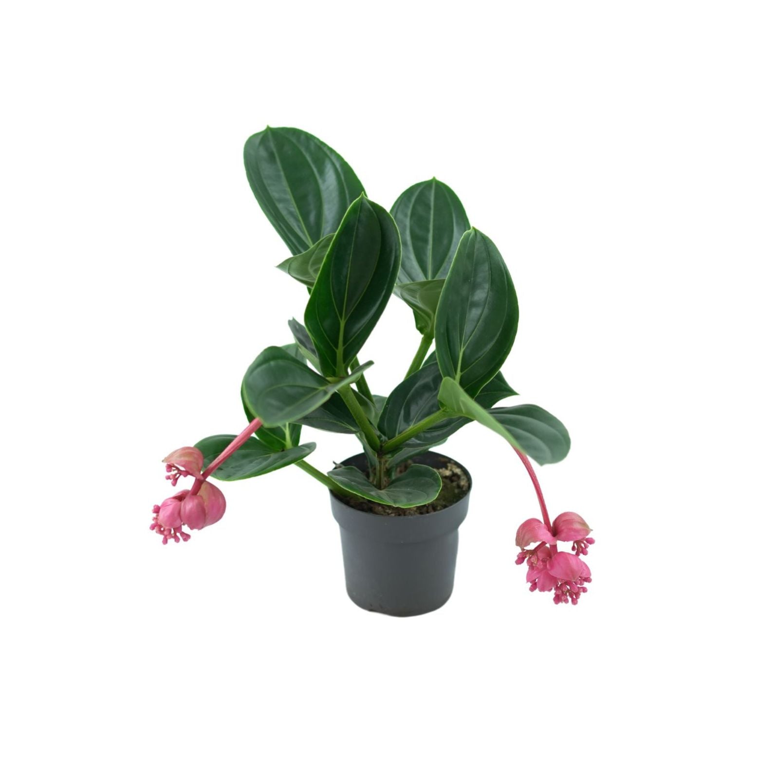MEDINILLA MAGNIFICA 'LAMBADA' Medinilla wspaniała