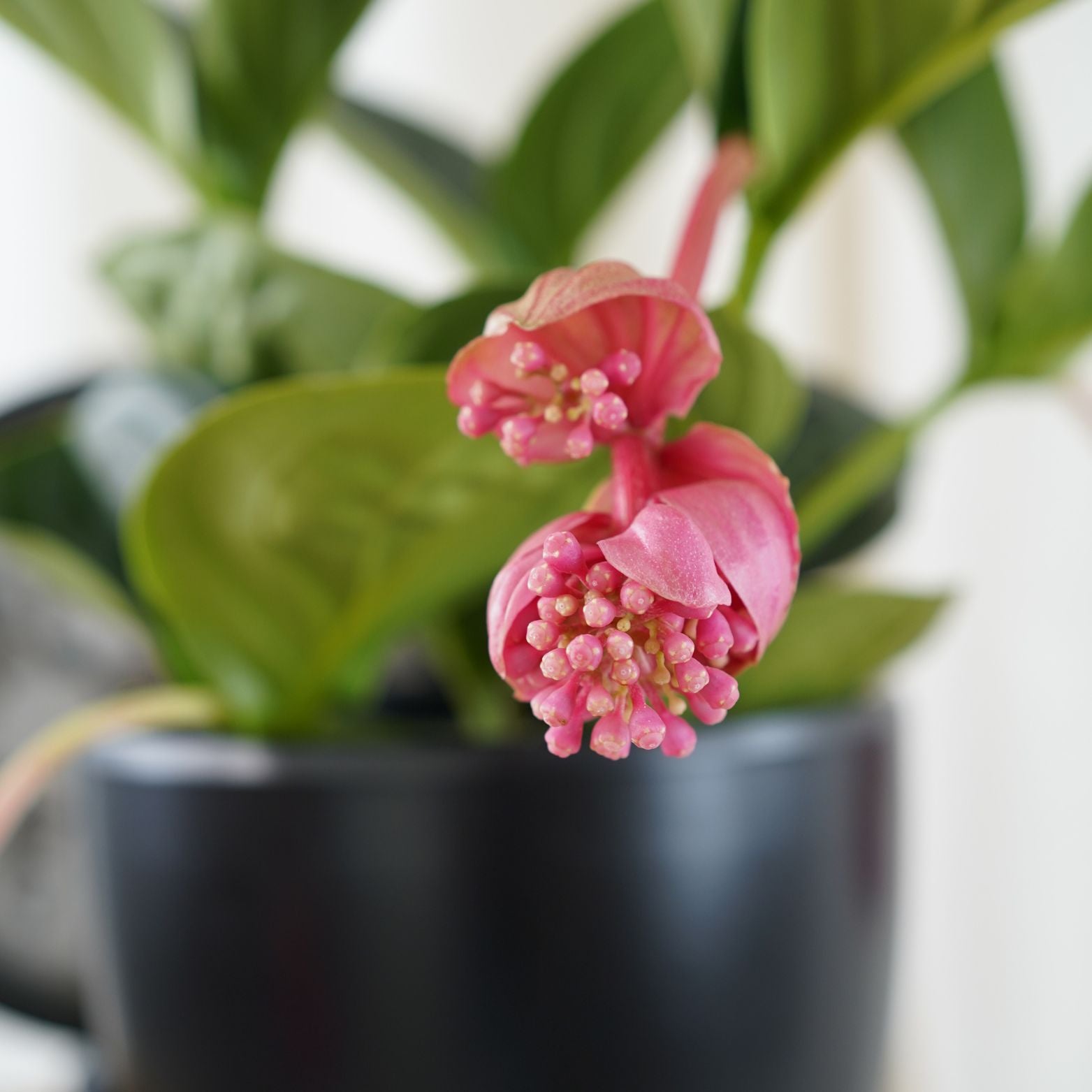 MEDINILLA MAGNIFICA 'LAMBADA' Medinilla wspaniała