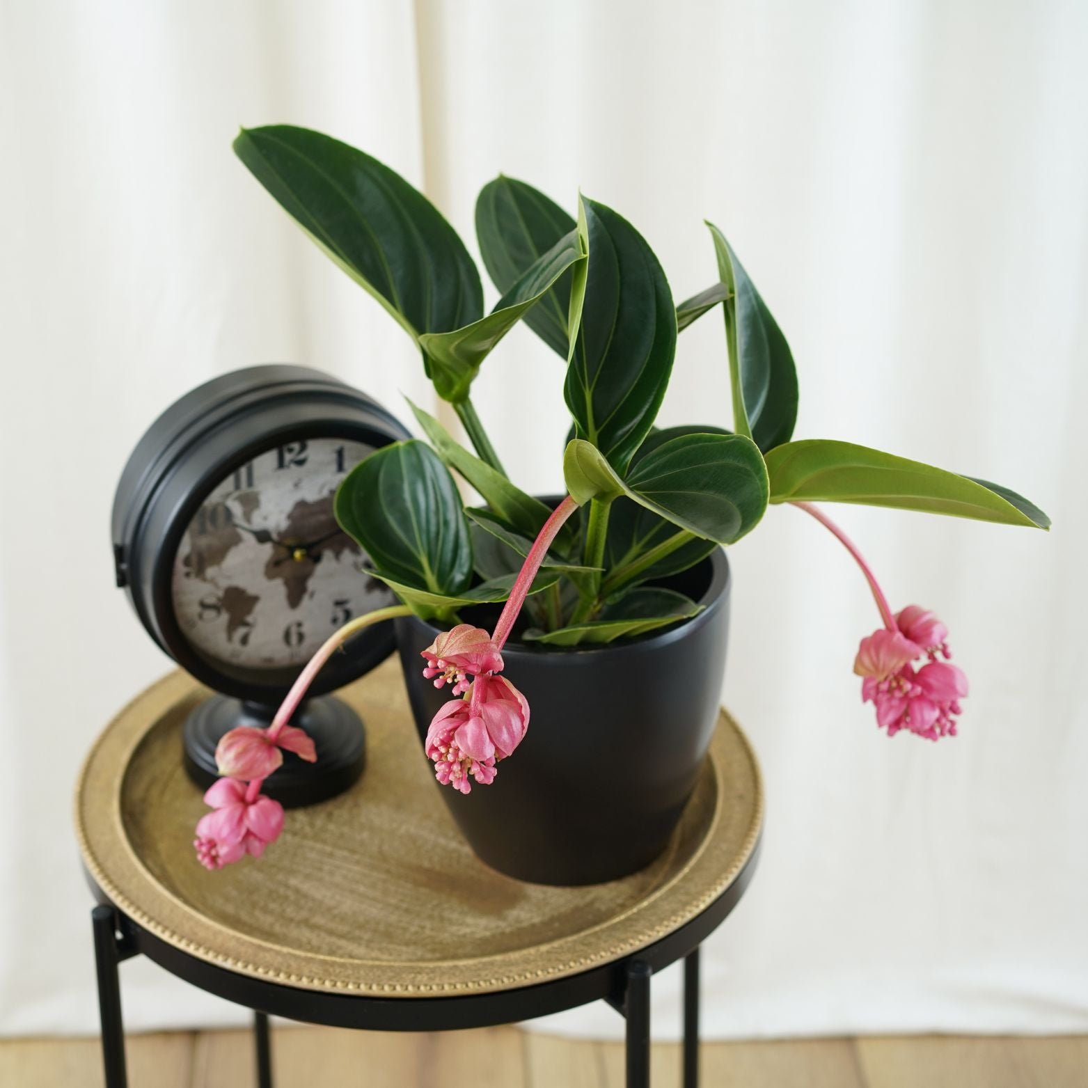 MEDINILLA MAGNIFICA 'LAMBADA' Medinilla wspaniała