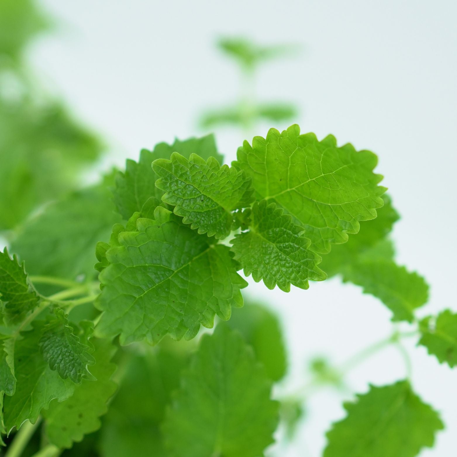 MELISSA OFFICINALIS Melisa
