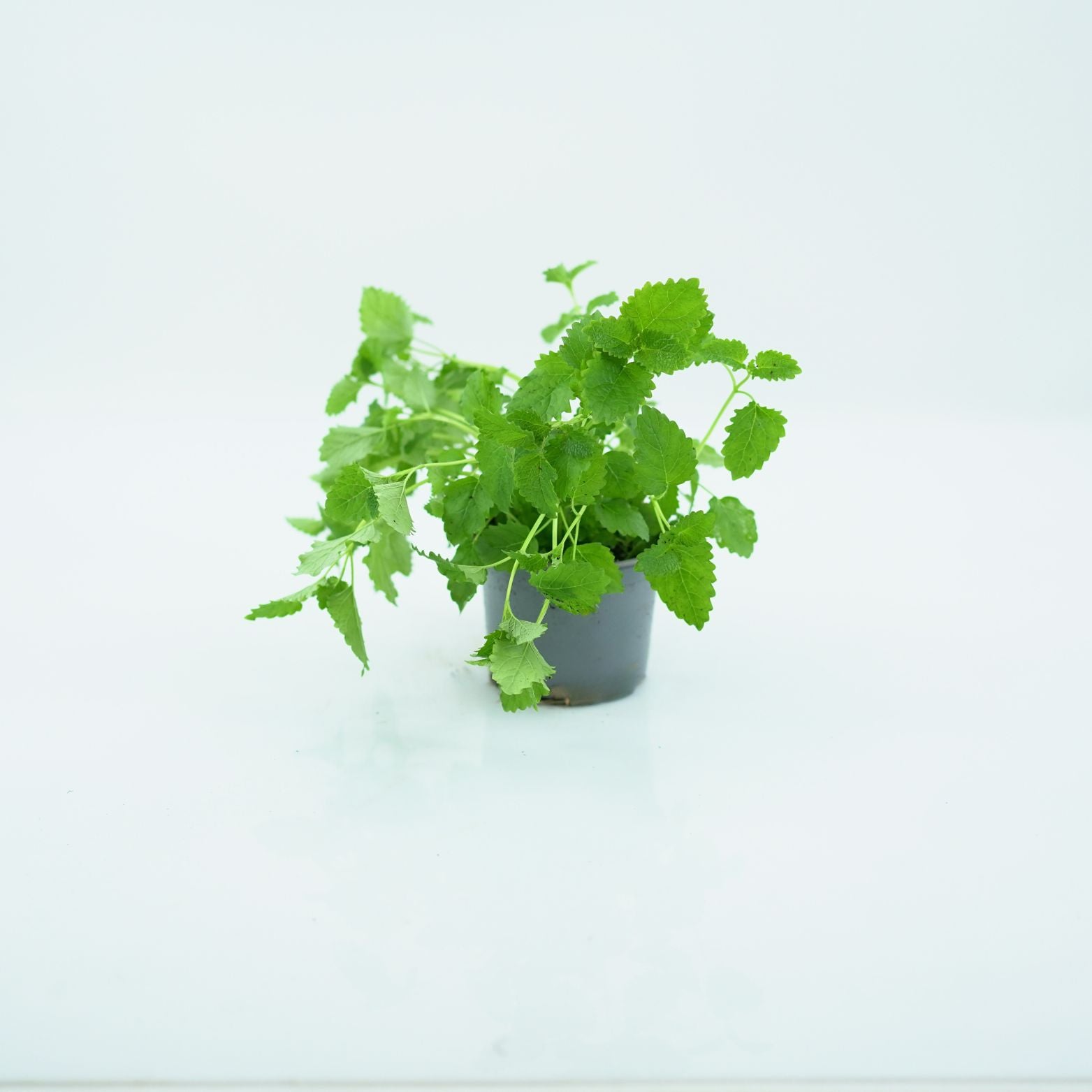 MELISSA OFFICINALIS Melisa