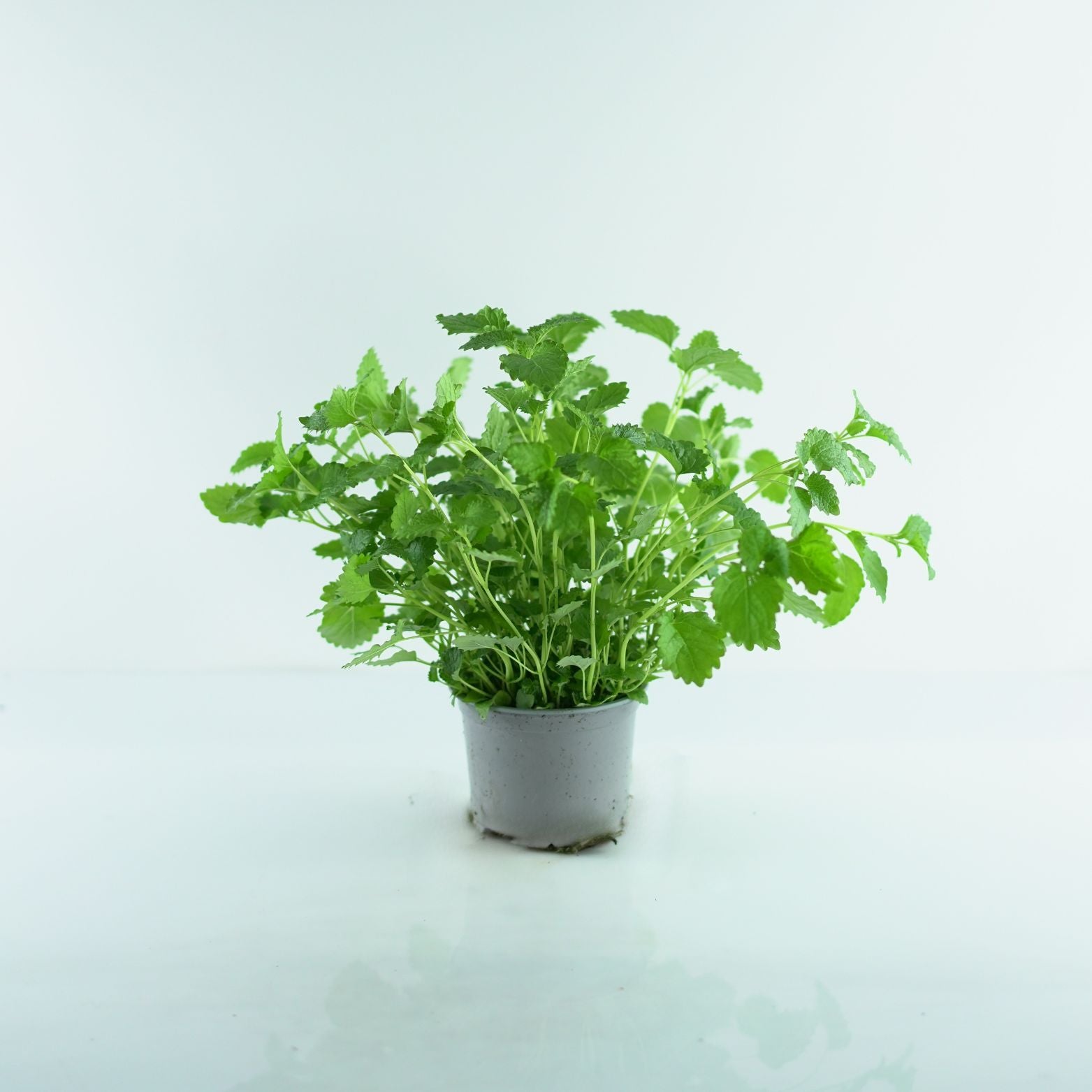 MELISSA OFFICINALIS Melisa