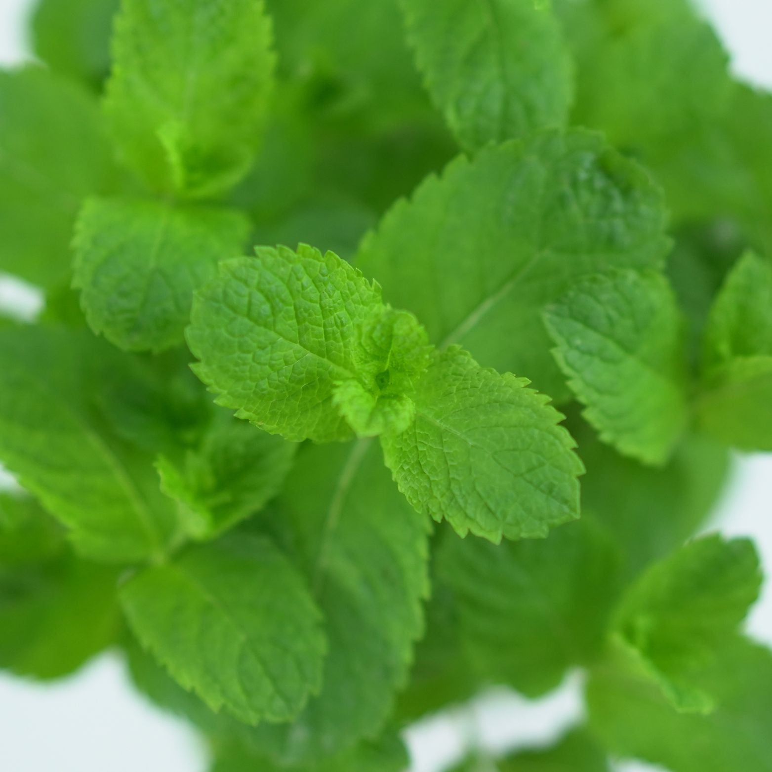 MENTHA Mięta
