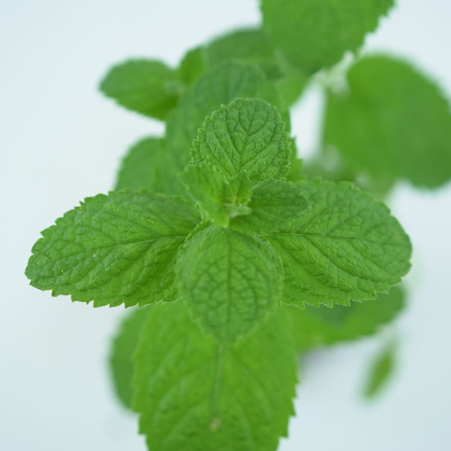MENTHA Mięta