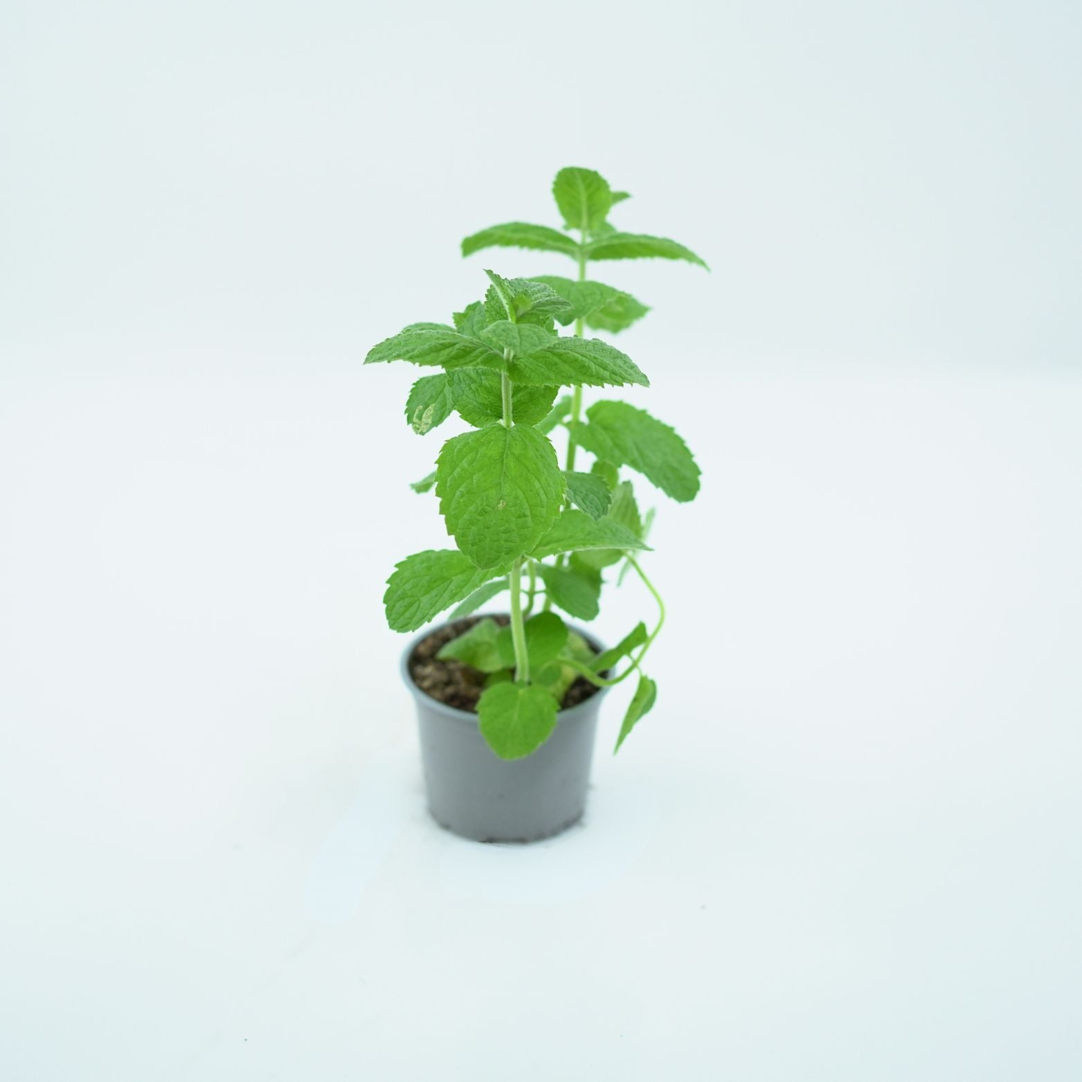 MENTHA Mięta