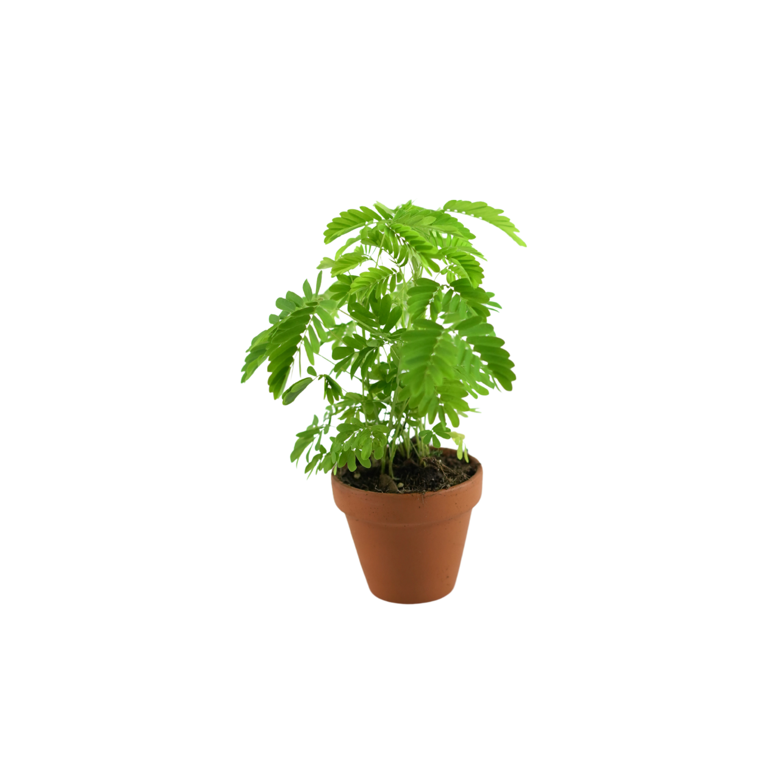 MIMOSA PUDICA Mimoza wstydliwa