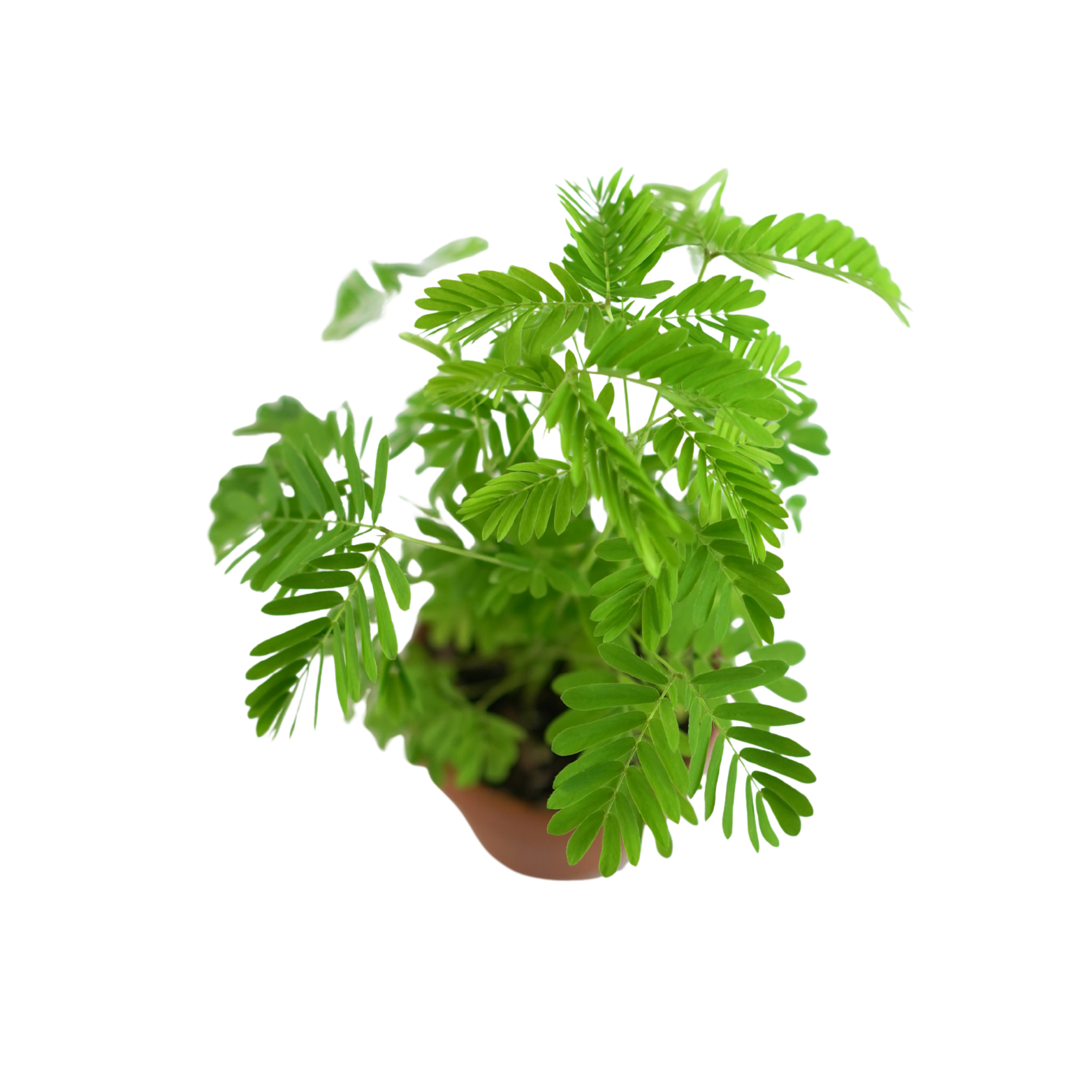 MIMOSA PUDICA Mimoza wstydliwa