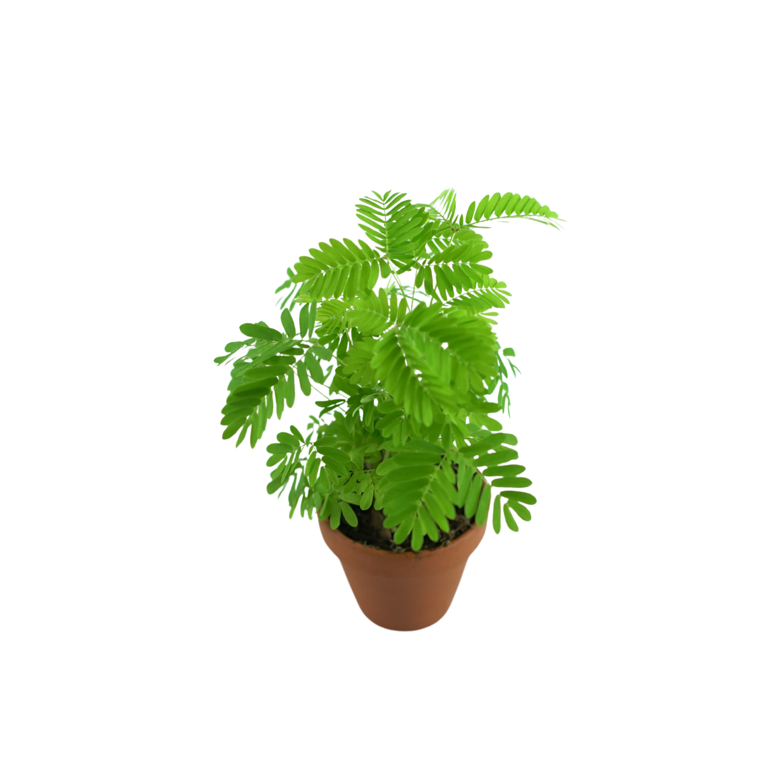 MIMOSA PUDICA Mimoza wstydliwa