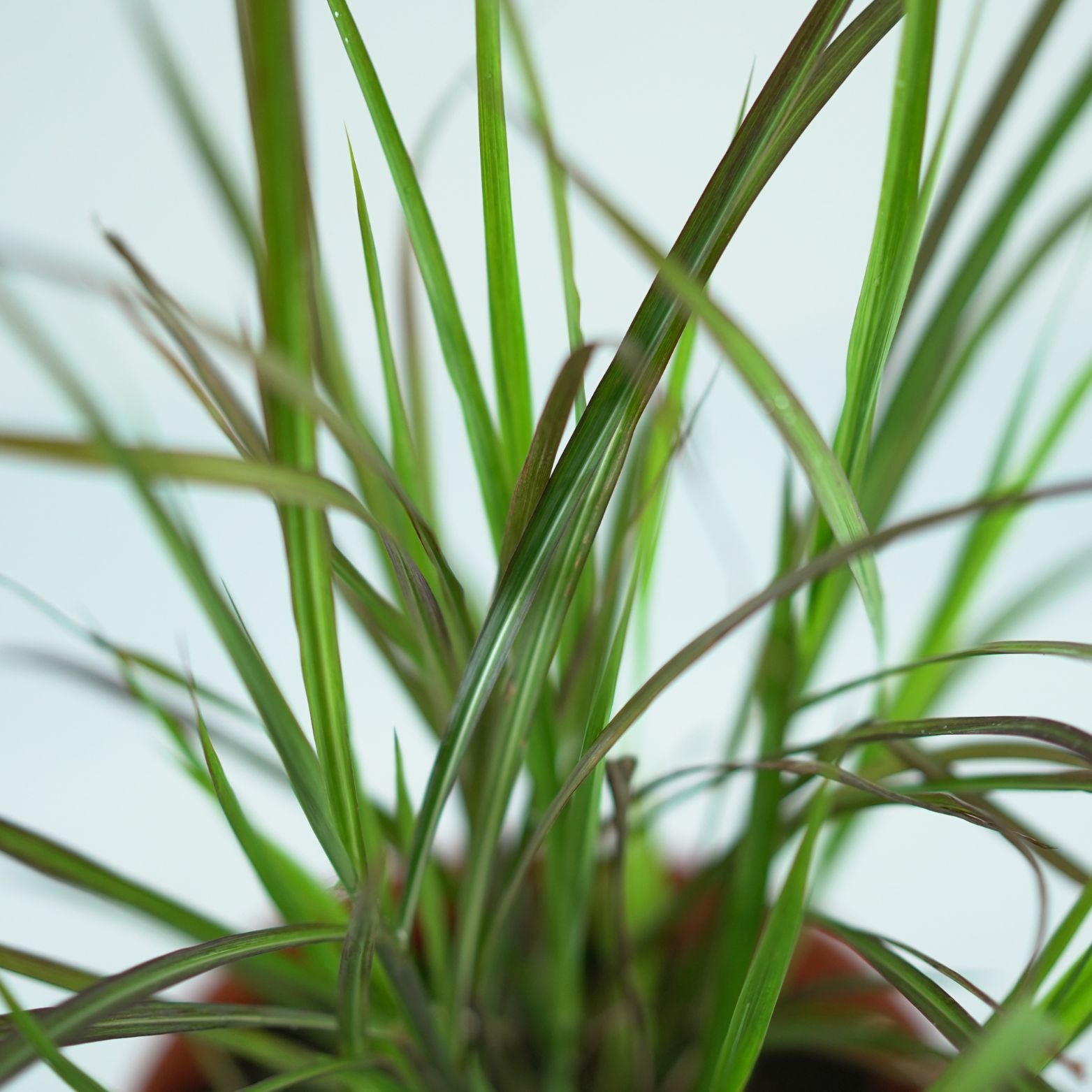 MISCANTHUS SINENSIS 'Lady in Red' PBR Miskant chiński