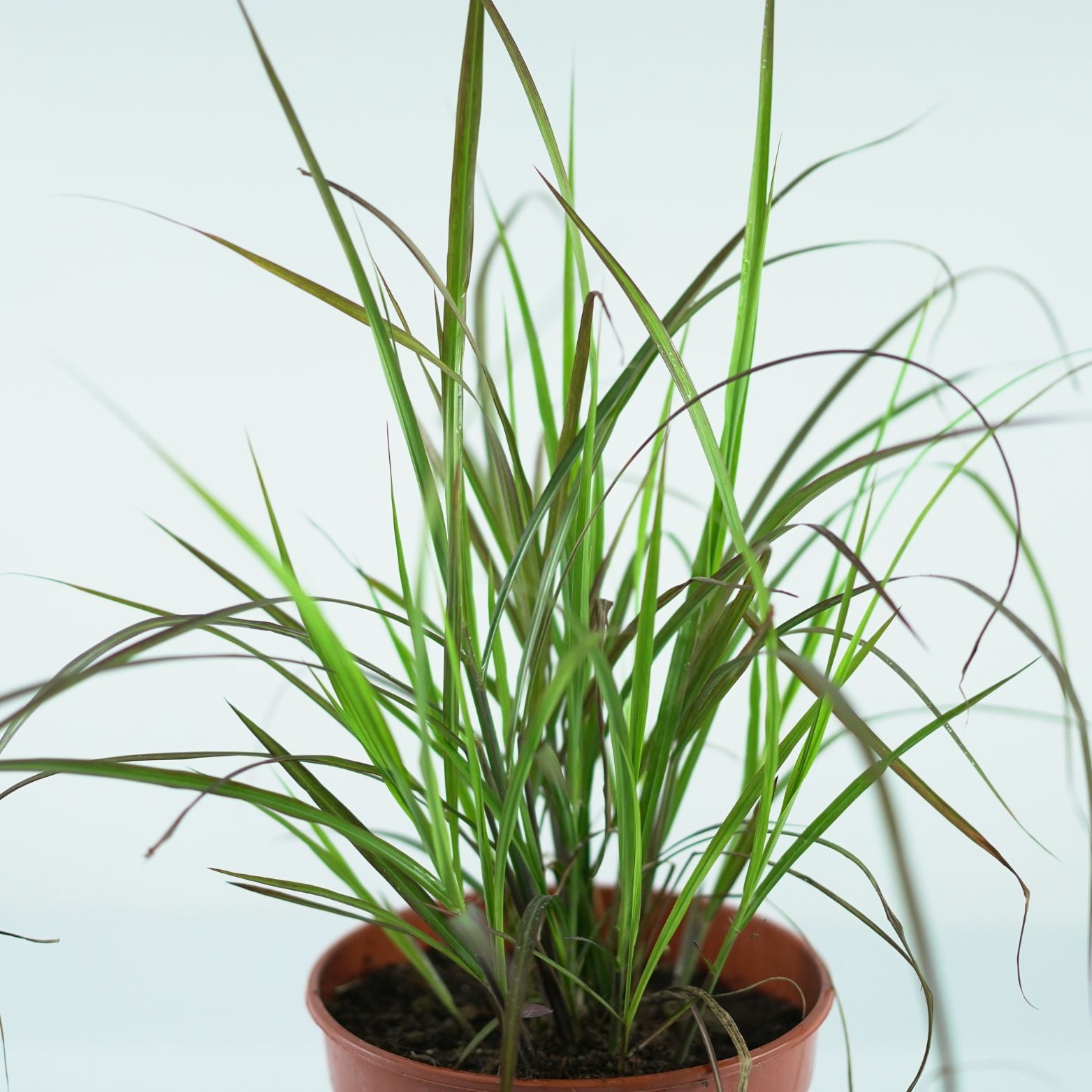 MISCANTHUS SINENSIS 'Lady in Red' PBR Miskant chiński