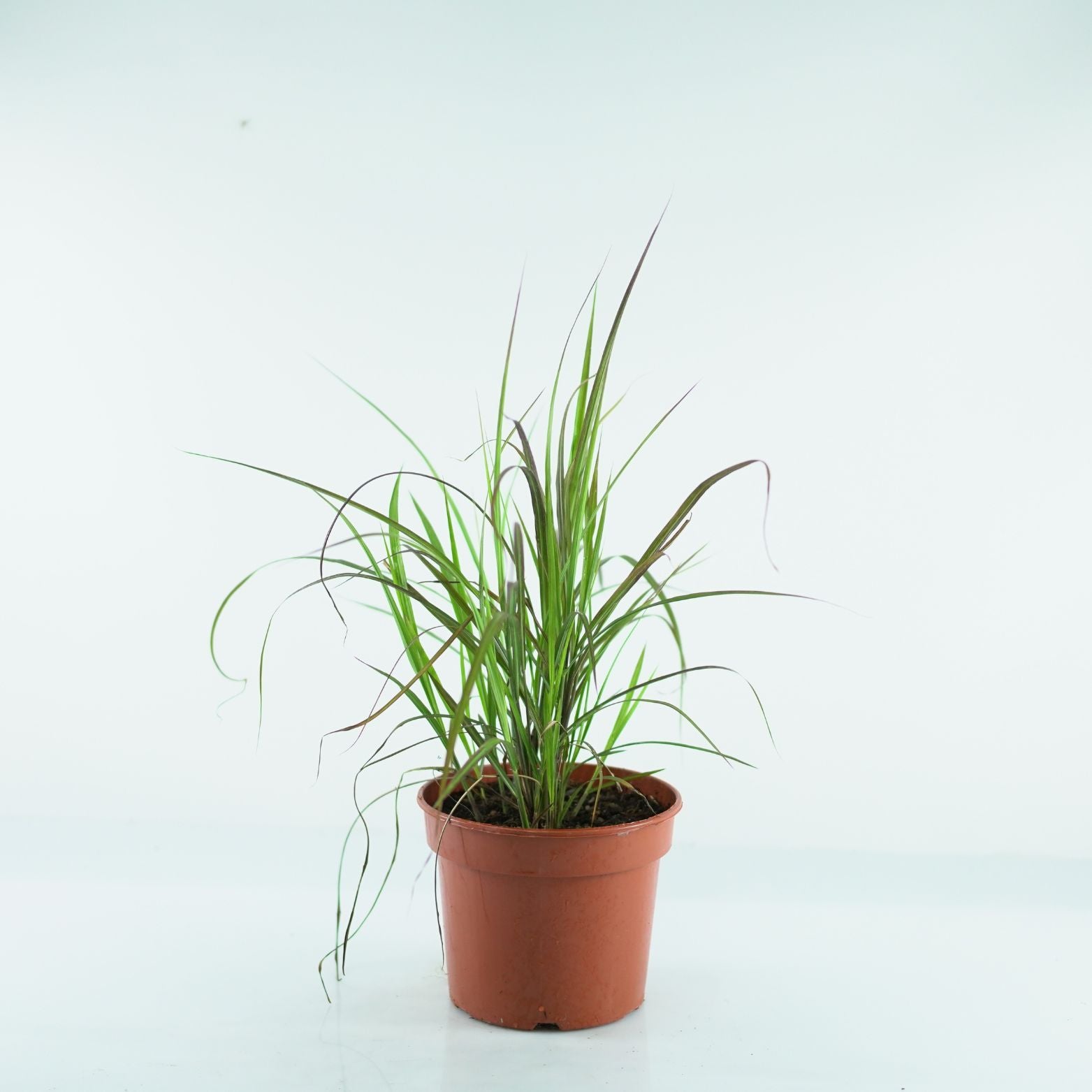 MISCANTHUS SINENSIS 'Lady in Red' PBR Miskant chiński