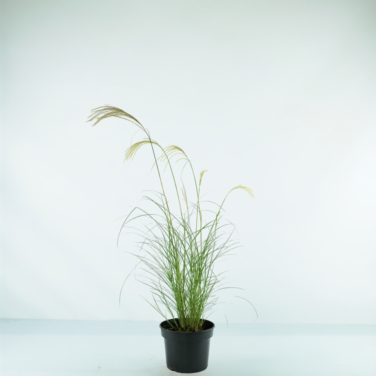MISCANTHUS SINENSIS 'Silver Charm' Miskant chiński