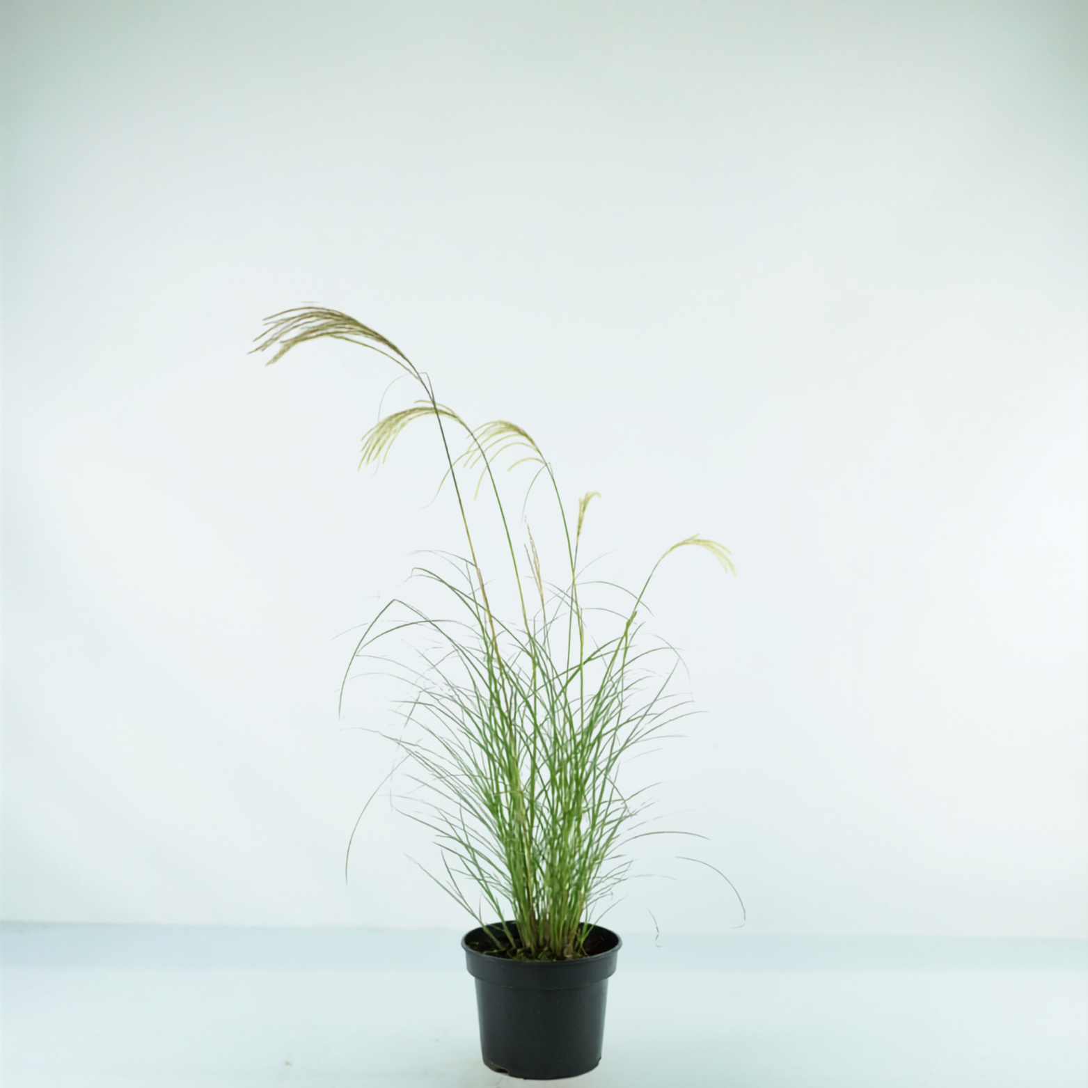 MISCANTHUS SINENSIS 'Silver Charm' Miskant chiński