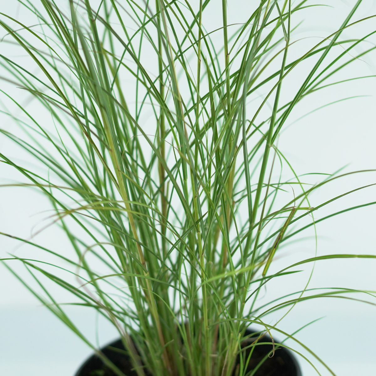MISCANTHUS SINENSIS 'Silver Charm' Miskant chiński