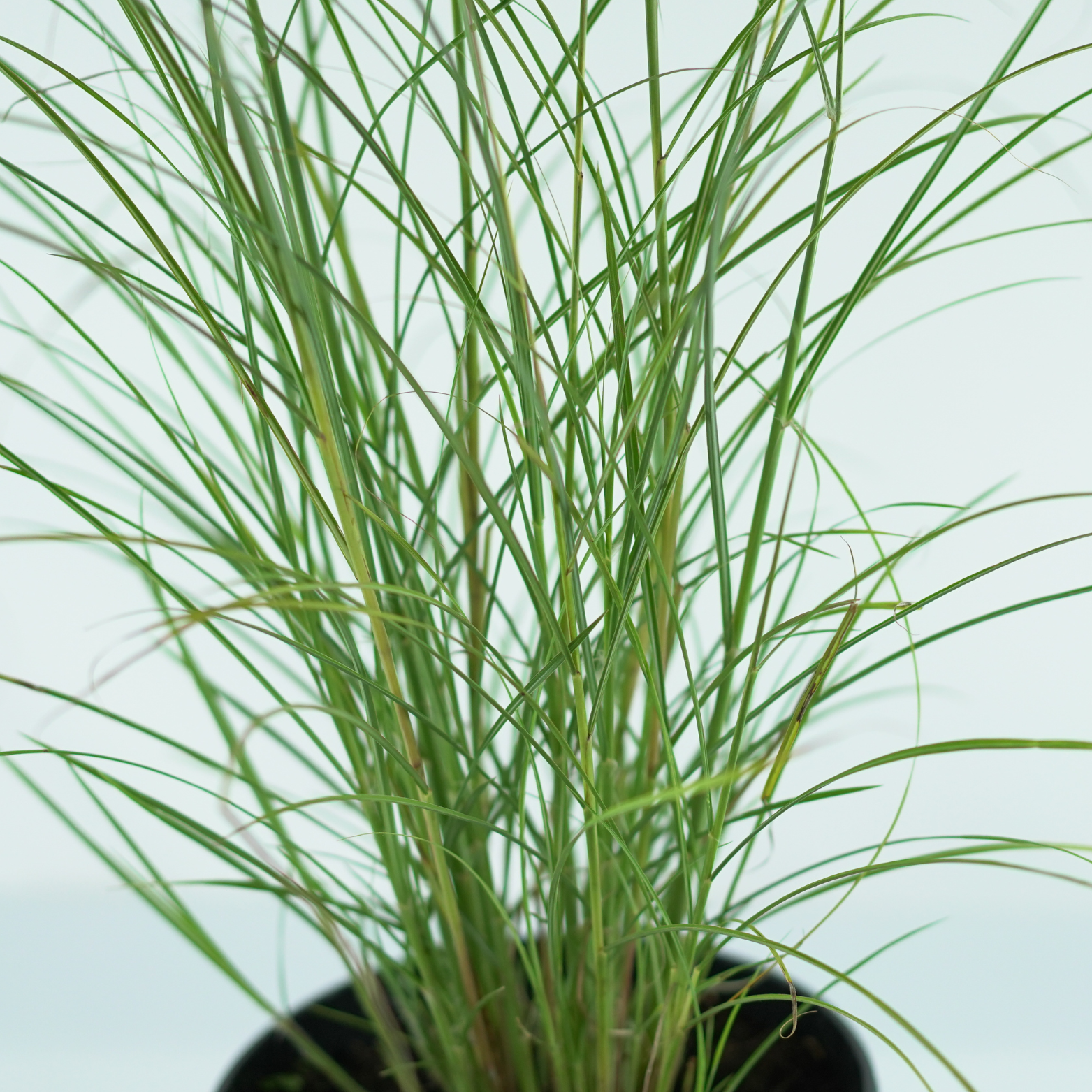 MISCANTHUS SINENSIS 'Silver Charm' Miskant chiński