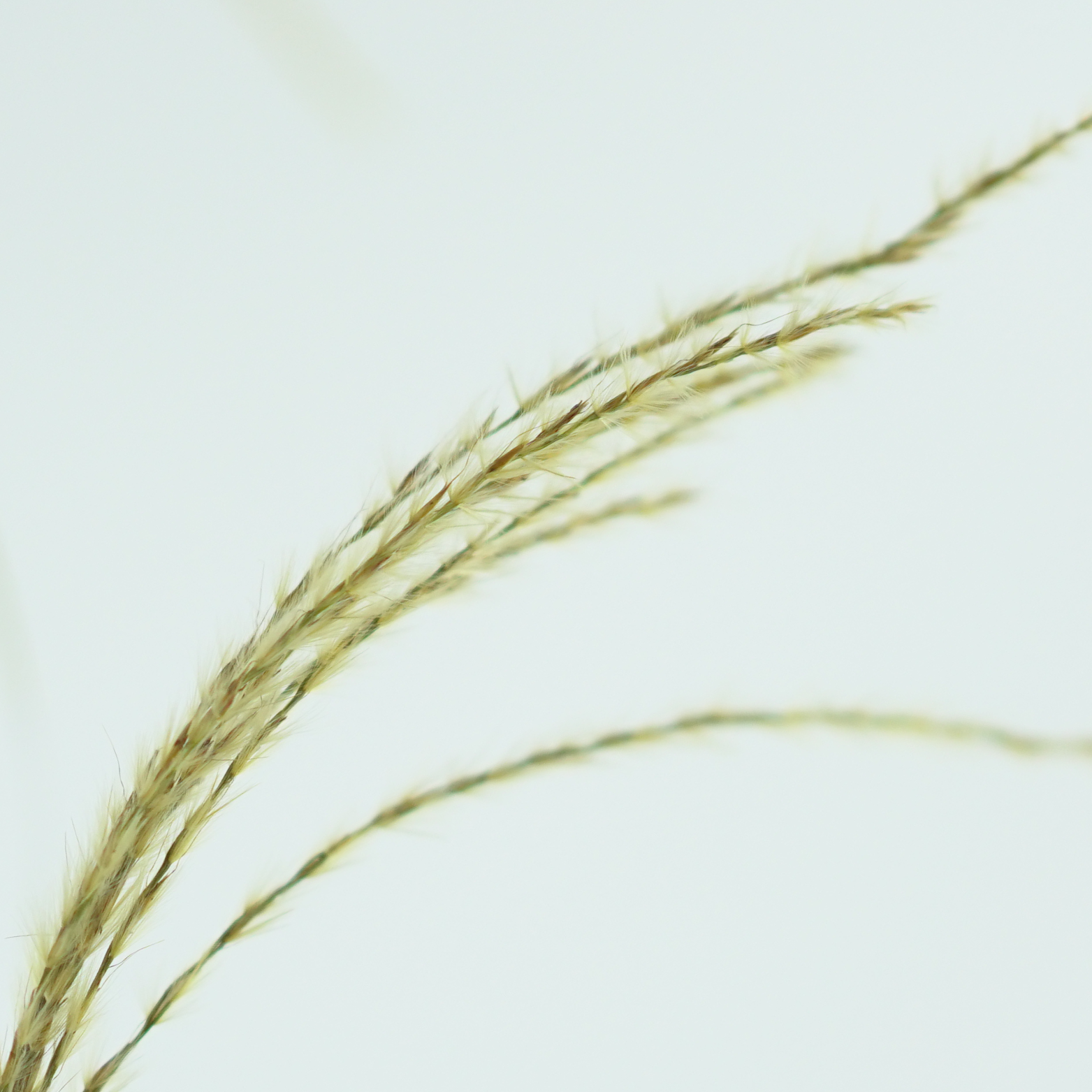 MISCANTHUS SINENSIS 'Silver Charm' Miskant chiński