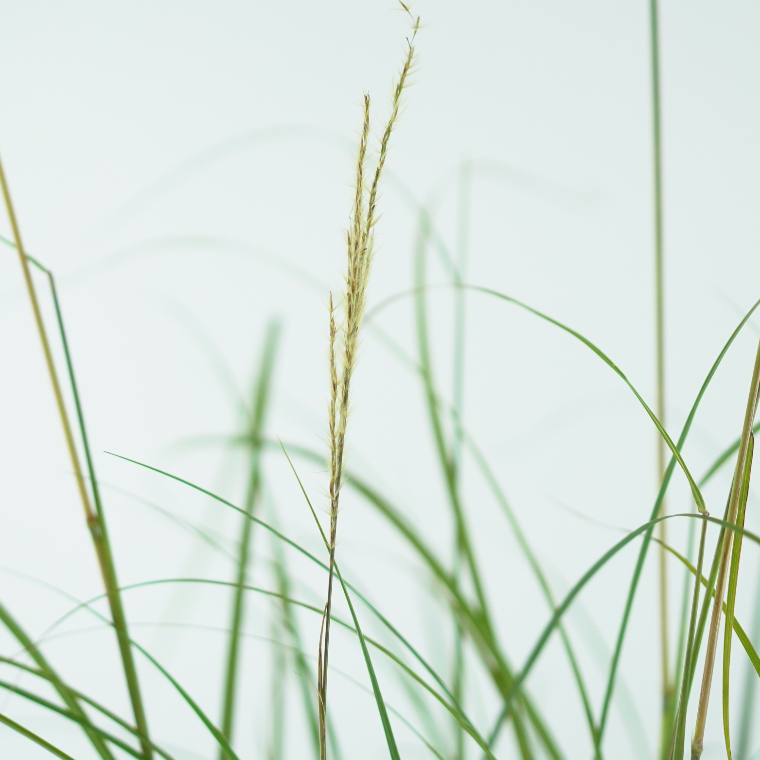 MISCANTHUS SINENSIS 'Silver Charm' Miskant chiński