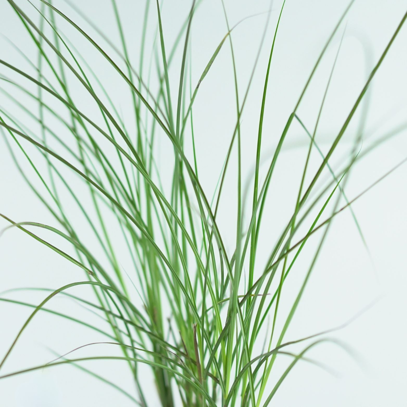 MISCANTHUS SINENSIS 'GRACILLIMUS' Miskant chiński