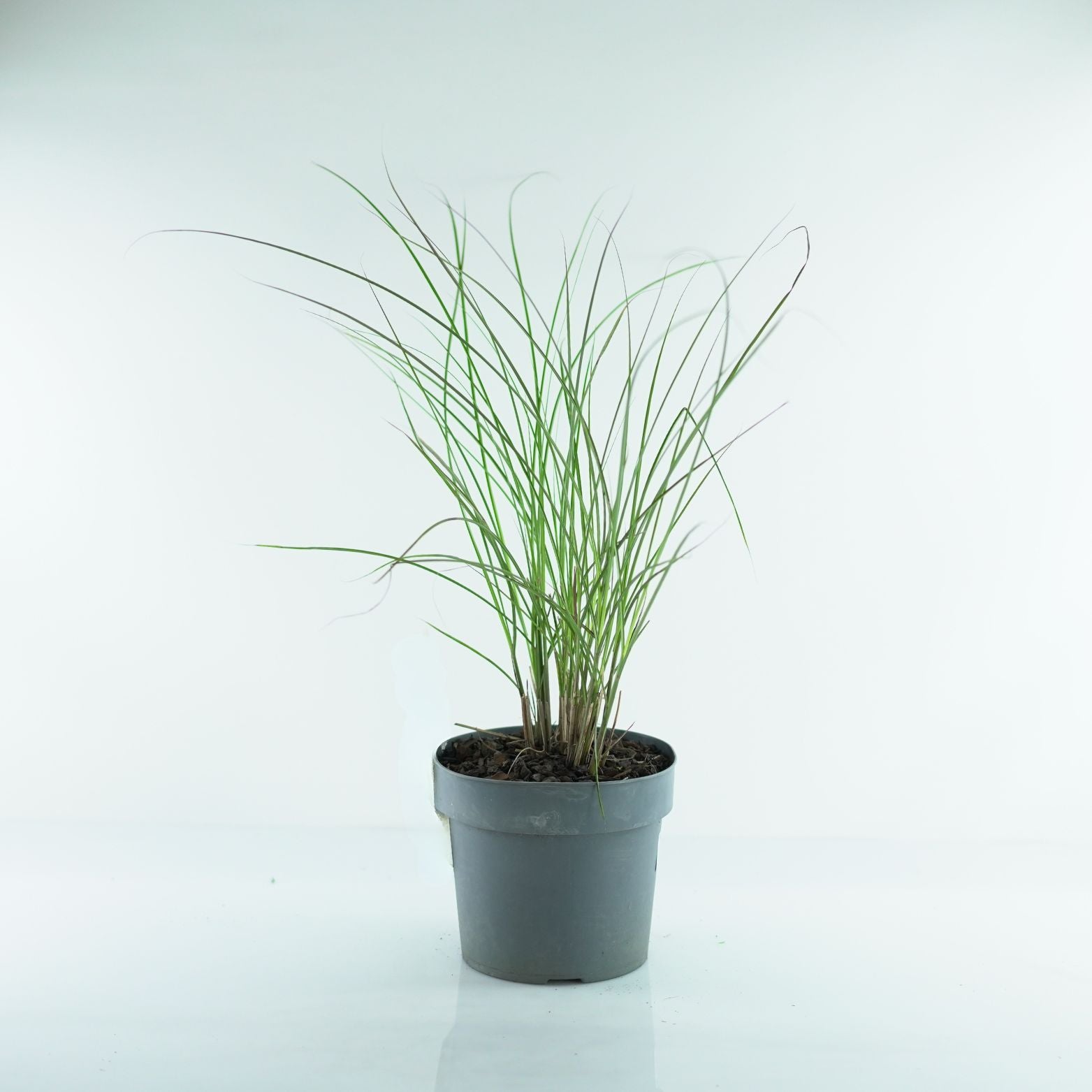 MISCANTHUS SINENSIS 'GRACILLIMUS' Miskant chiński