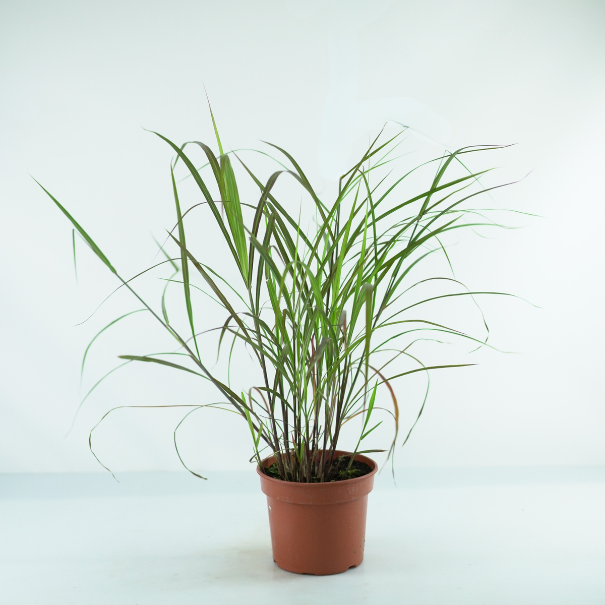 MISCANTHUS SINENSIS 'Lady in Red' PBR Miskant chiński