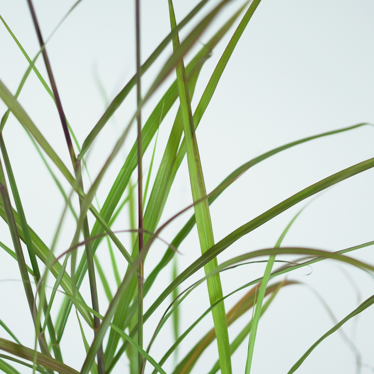 MISCANTHUS SINENSIS 'Lady in Red' PBR Miskant chiński
