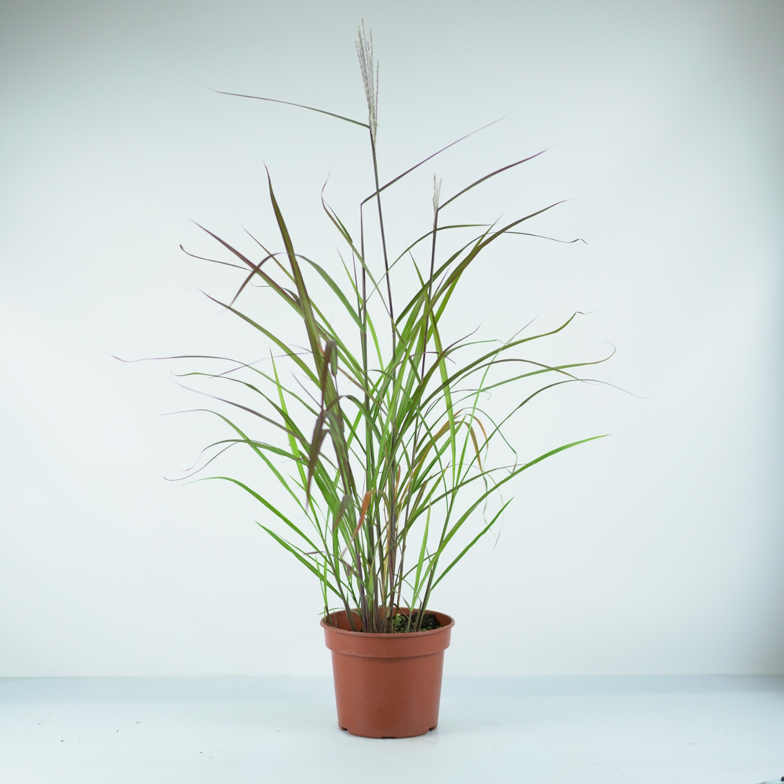 MISCANTHUS SINENSIS 'Lady in Red' PBR Miskant chiński