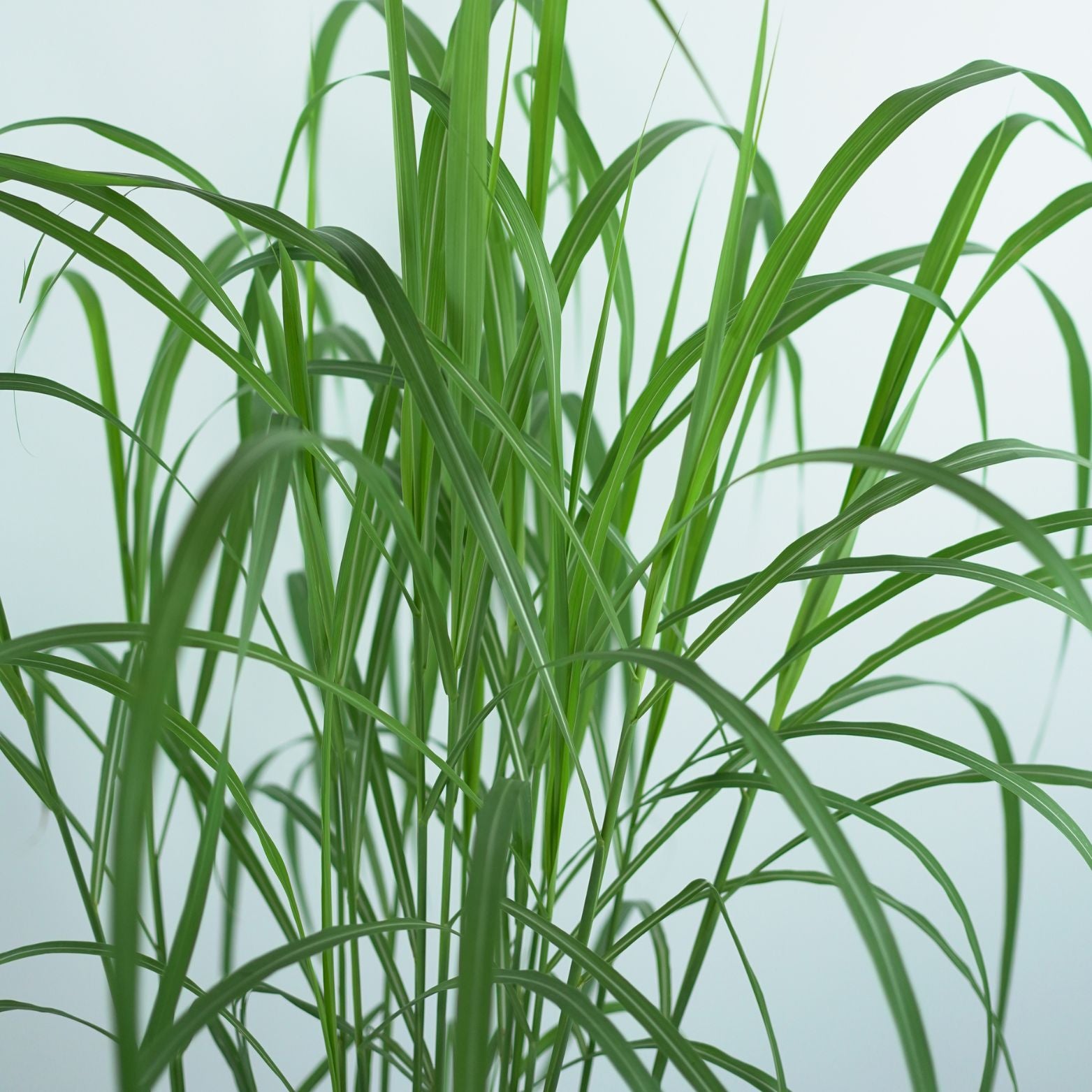 MISCANTHUS SINENSIS 'MEMORY' Miskant chiński