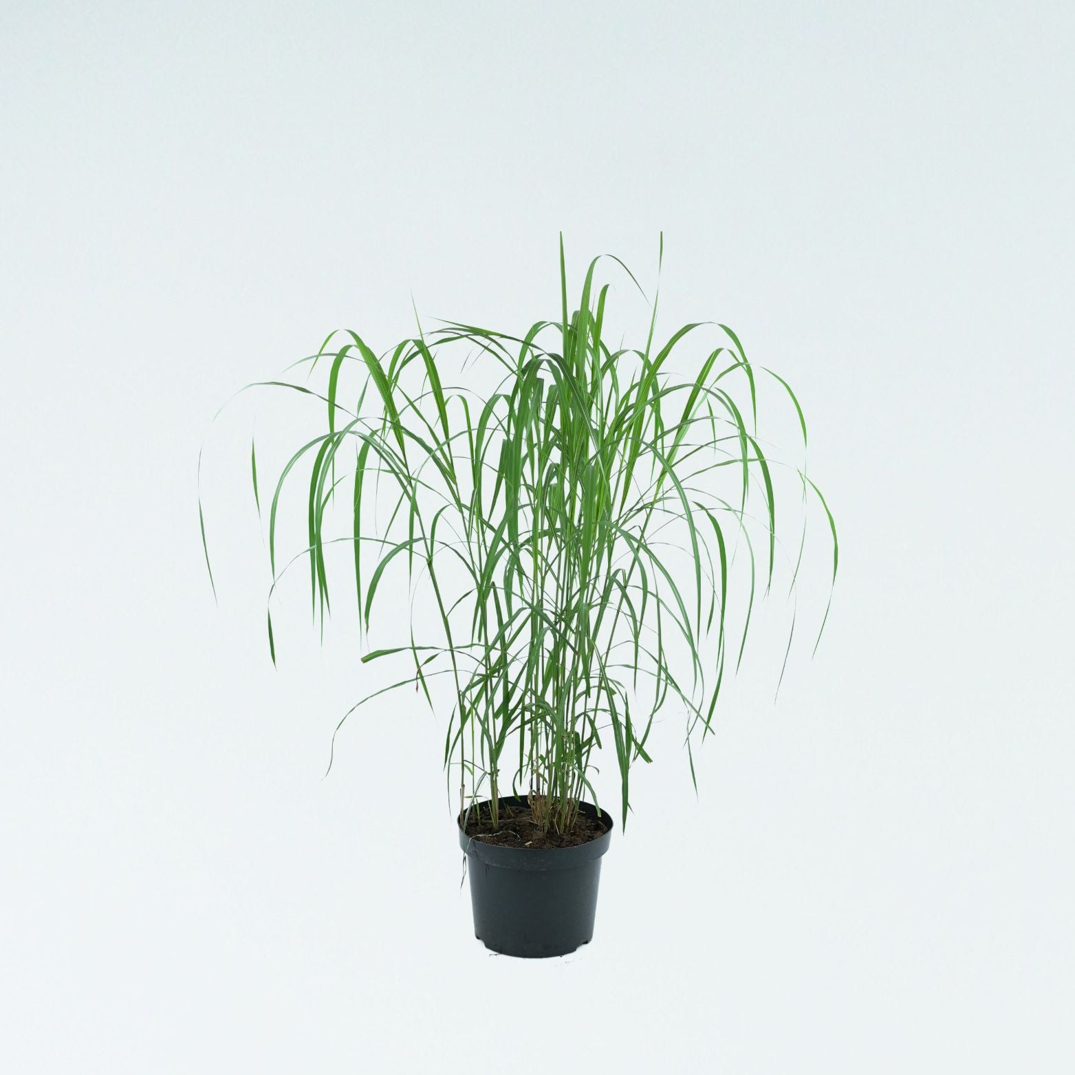 MISCANTHUS SINENSIS 'MEMORY' Miskant chiński