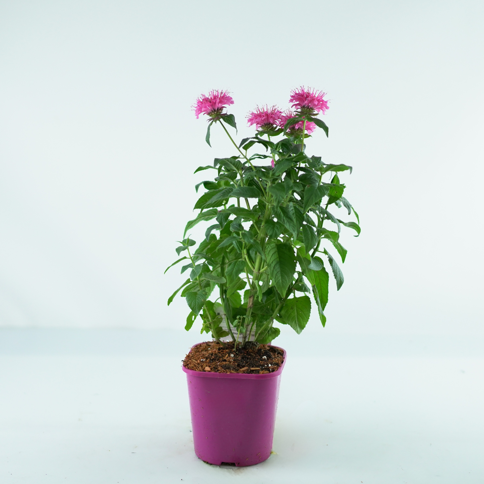 MONARDA DIDYMA 'Bubblegum Blast' Pysznogłówka dwoista