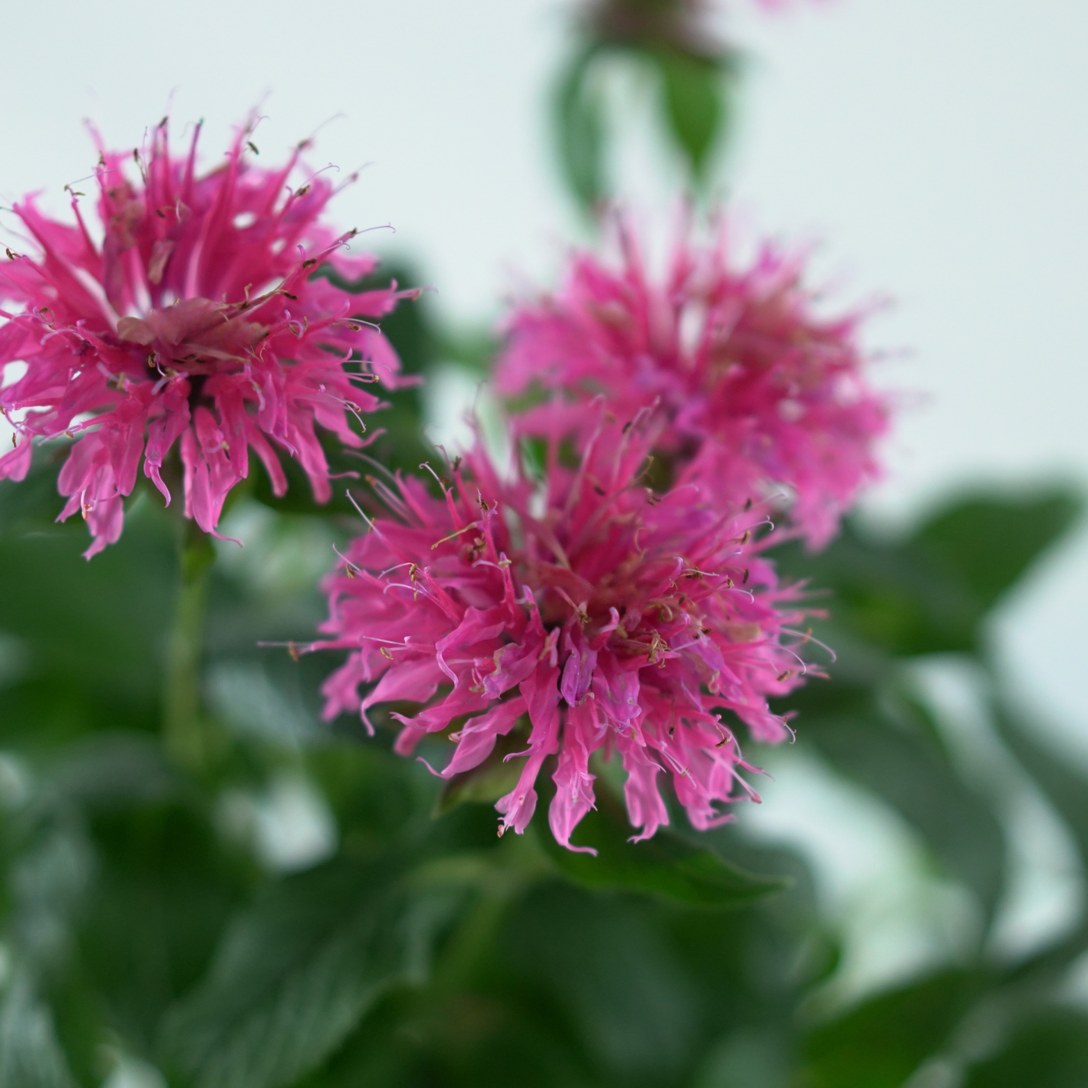 MONARDA DIDYMA 'Bubblegum Blast' Pysznogłówka dwoista