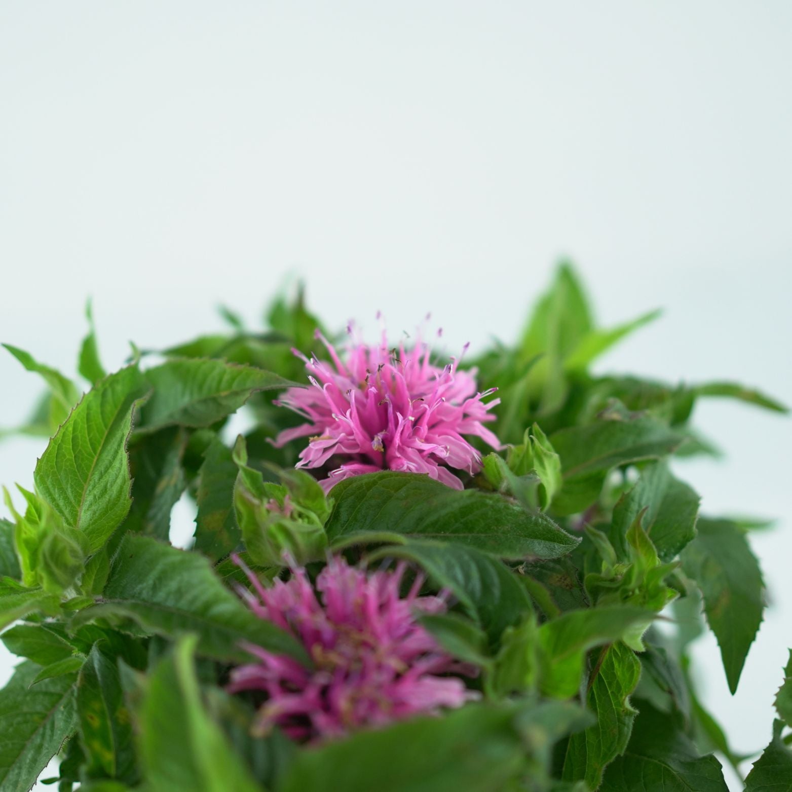 MONARDA DIDYMA 'Balmy Pink' Pysznogłówka dwoista