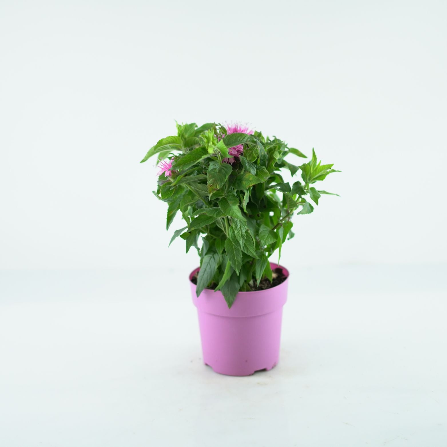 MONARDA DIDYMA 'Balmy Pink' Pysznogłówka dwoista