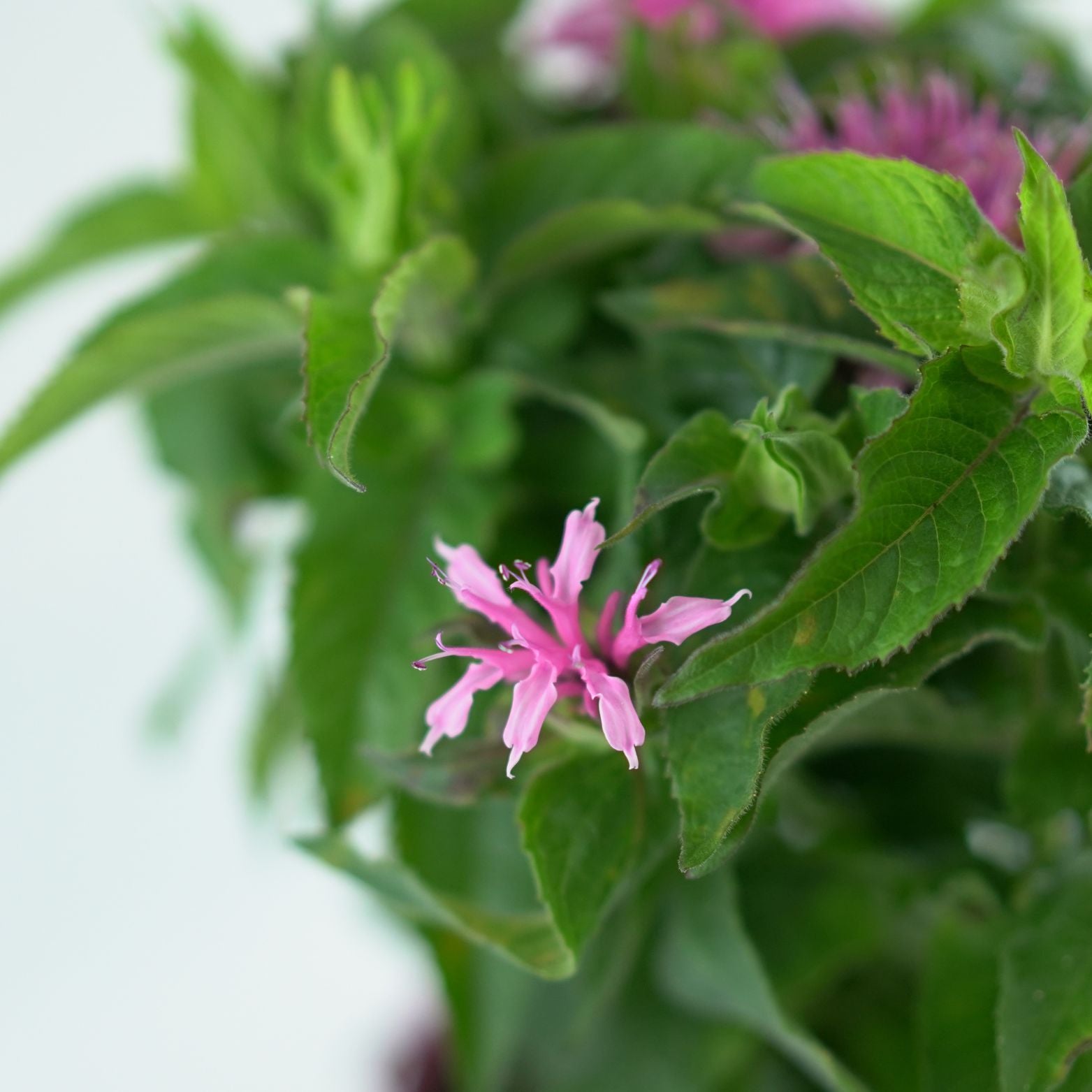 MONARDA DIDYMA 'Balmy Pink' Pysznogłówka dwoista