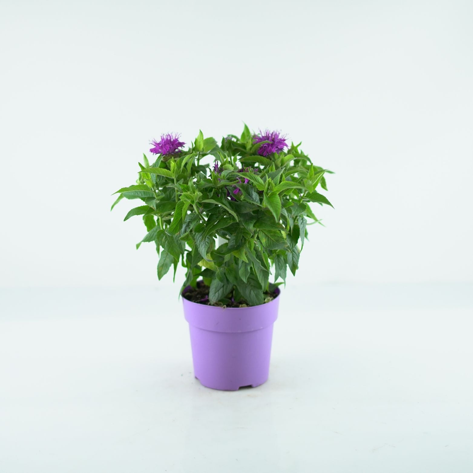 MONARDA DIDYMA 'Balmy Purple' Pysznogłówka dwoista