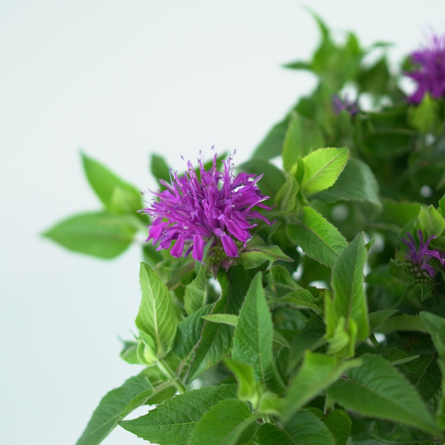 MONARDA DIDYMA 'Balmy Purple' Pysznogłówka dwoista