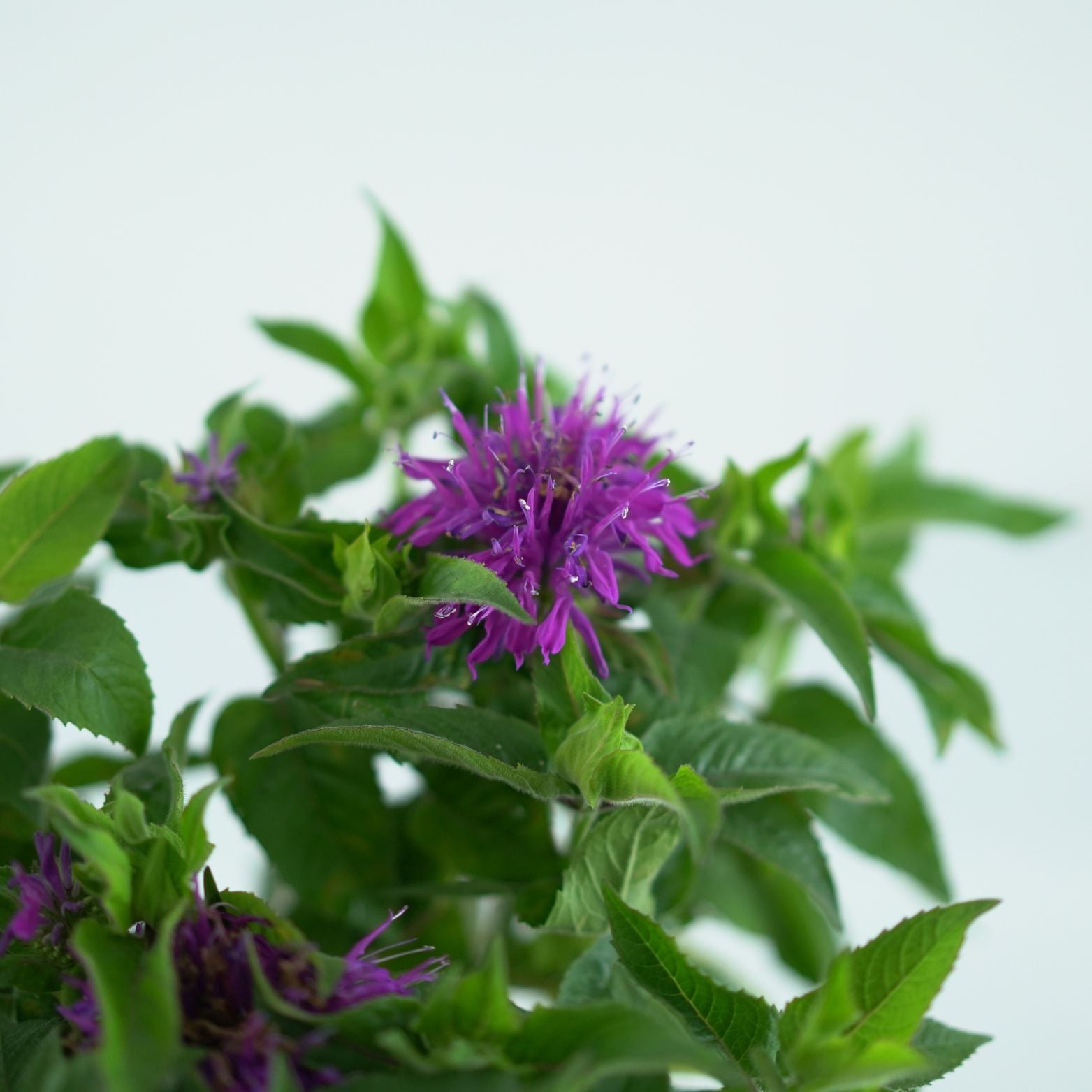 MONARDA DIDYMA 'Balmy Purple' Pysznogłówka dwoista