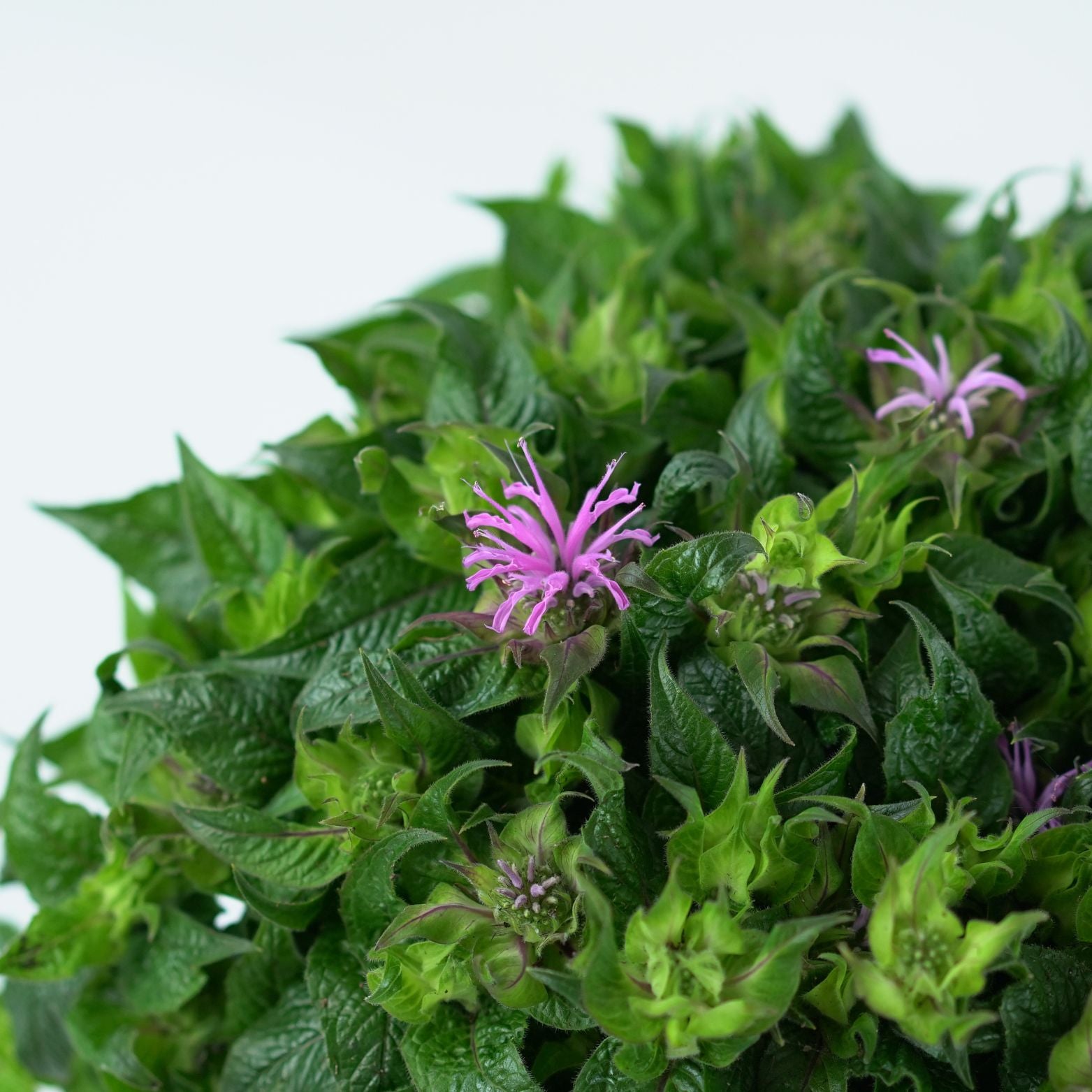 MONARDA DIDYMA Pysznogłówka dwoista