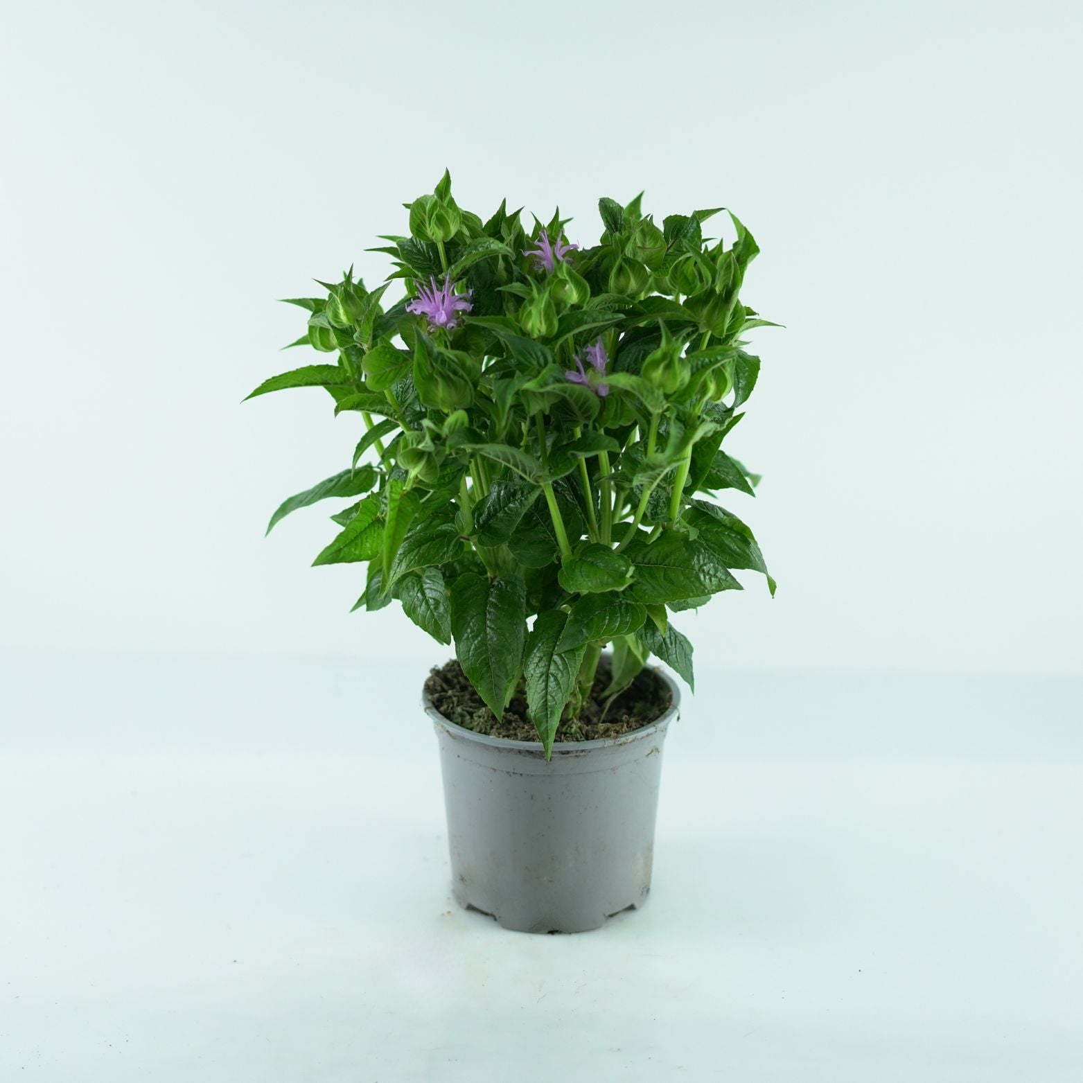 MONARDA DIDYMA Pysznogłówka dwoista