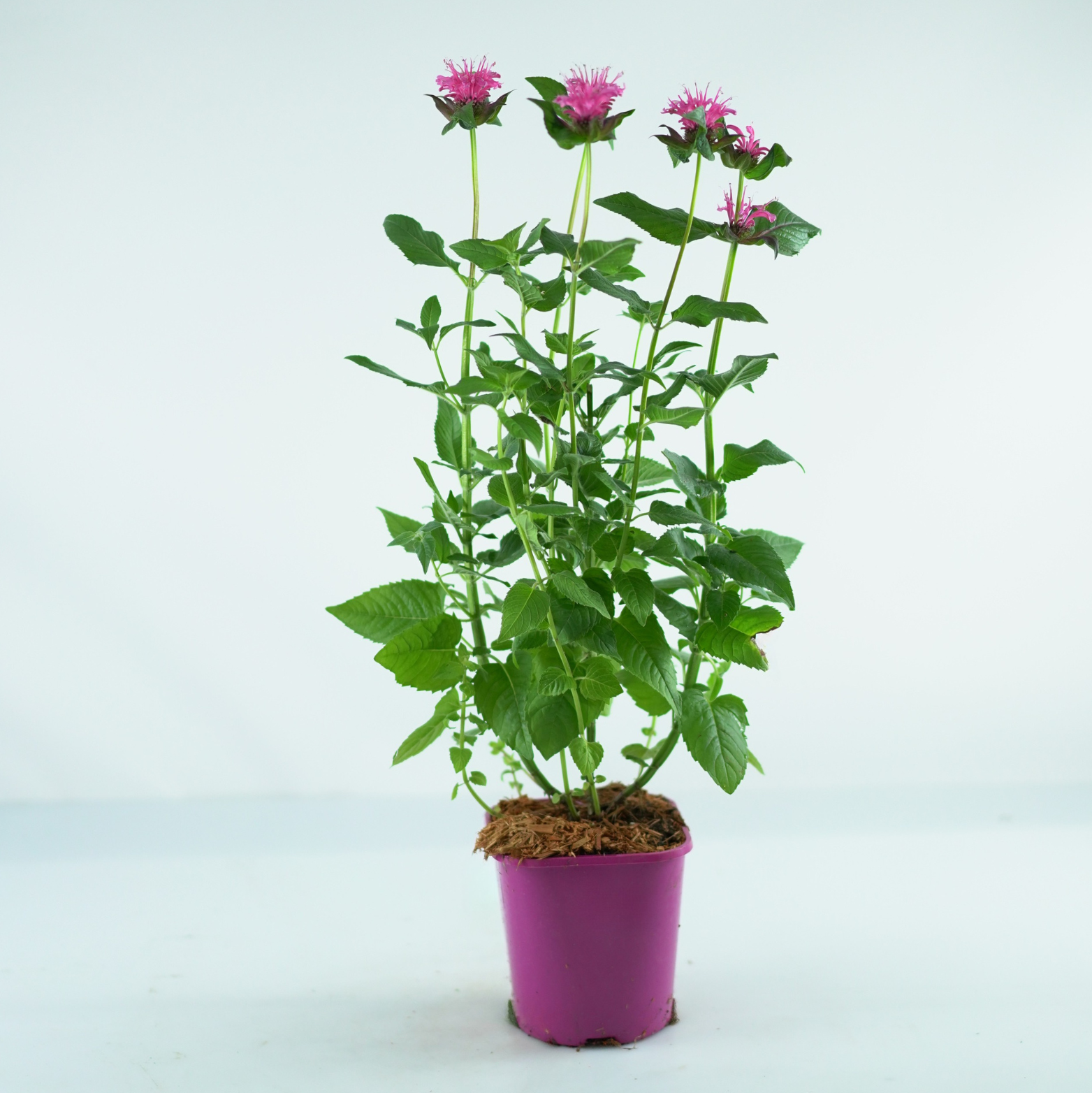 MONARDA 'Sugar Buzz Grape Gumball' Pysznogłówka