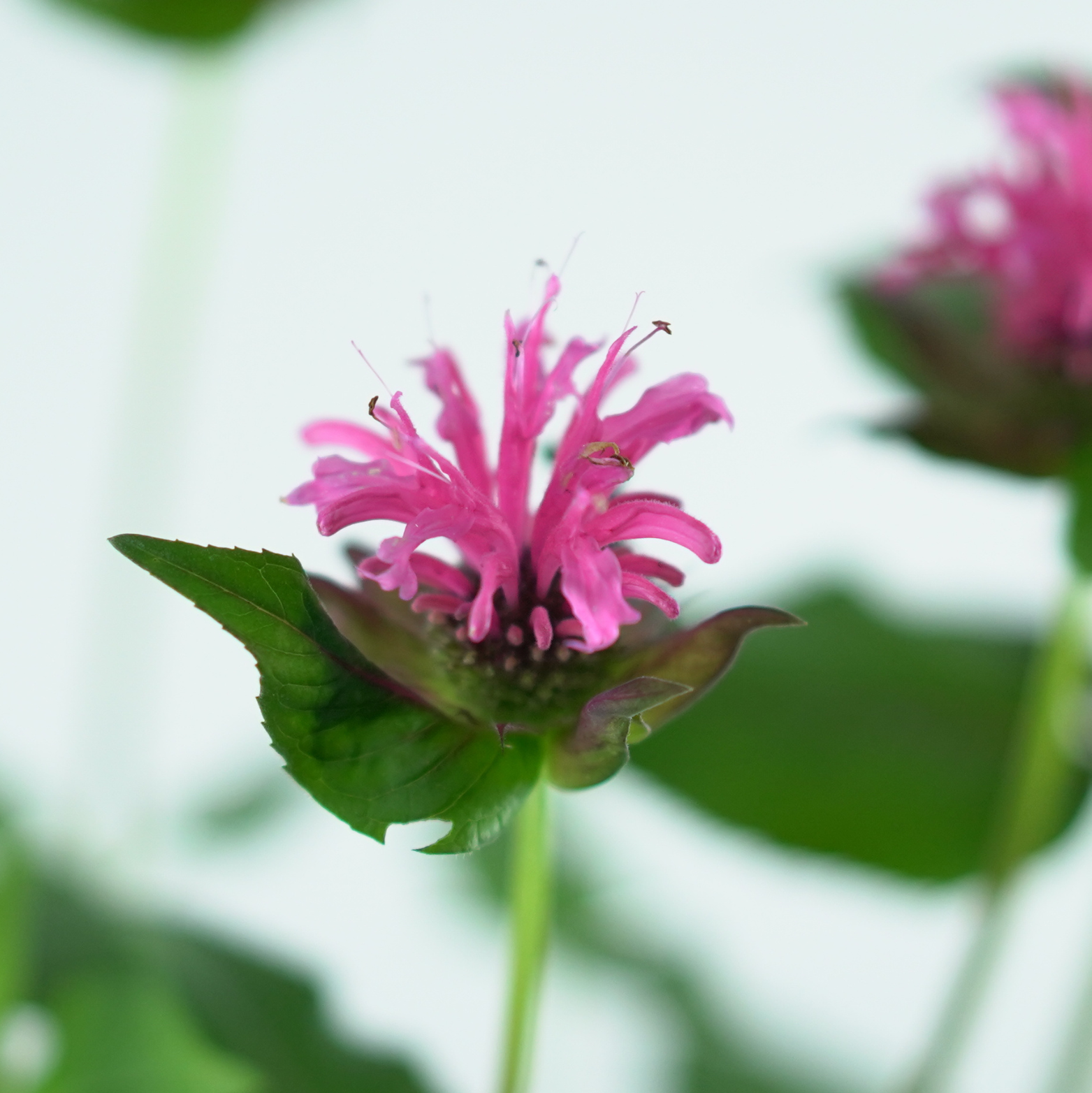 MONARDA 'Sugar Buzz Grape Gumball' Pysznogłówka